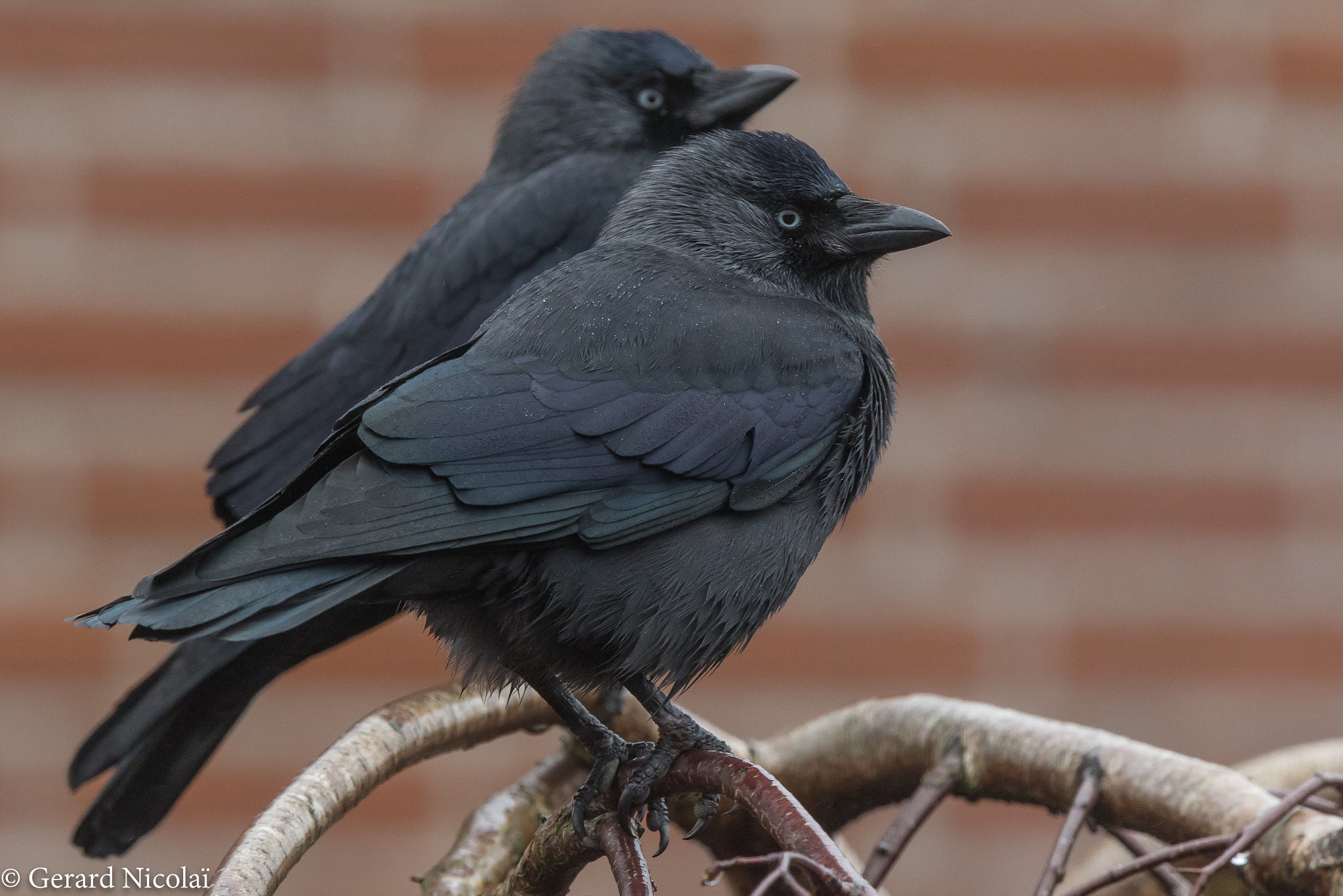 Canon EOS 7D Mark II + Canon EF 300mm F2.8L IS USM sample photo. A pair of western jackdaws photography