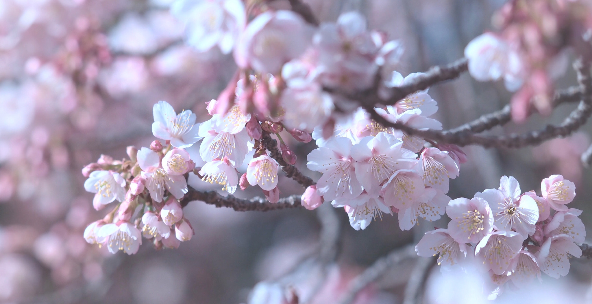 Olympus PEN E-PL7 sample photo. Winter blooming cherry photography