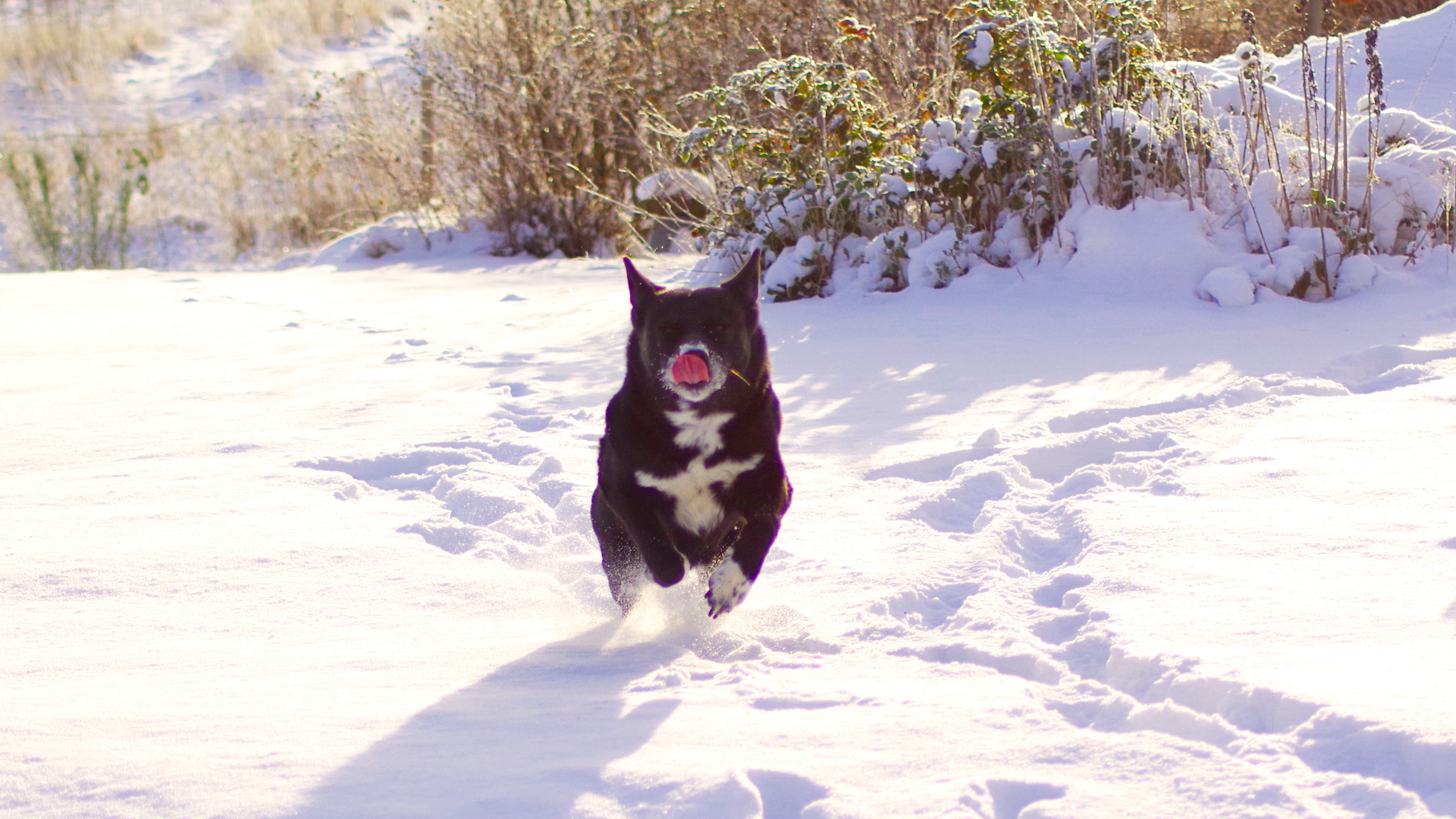 Tamron AF 70-300mm F4-5.6 LD Macro 1:2 sample photo. Snowrace photography