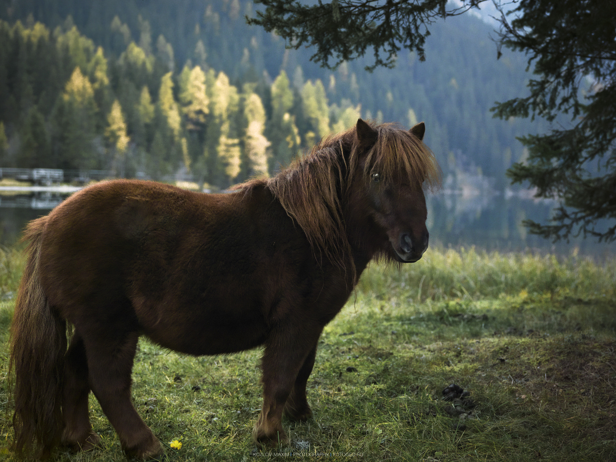 Hasselblad H4D-60 sample photo. Pony photography