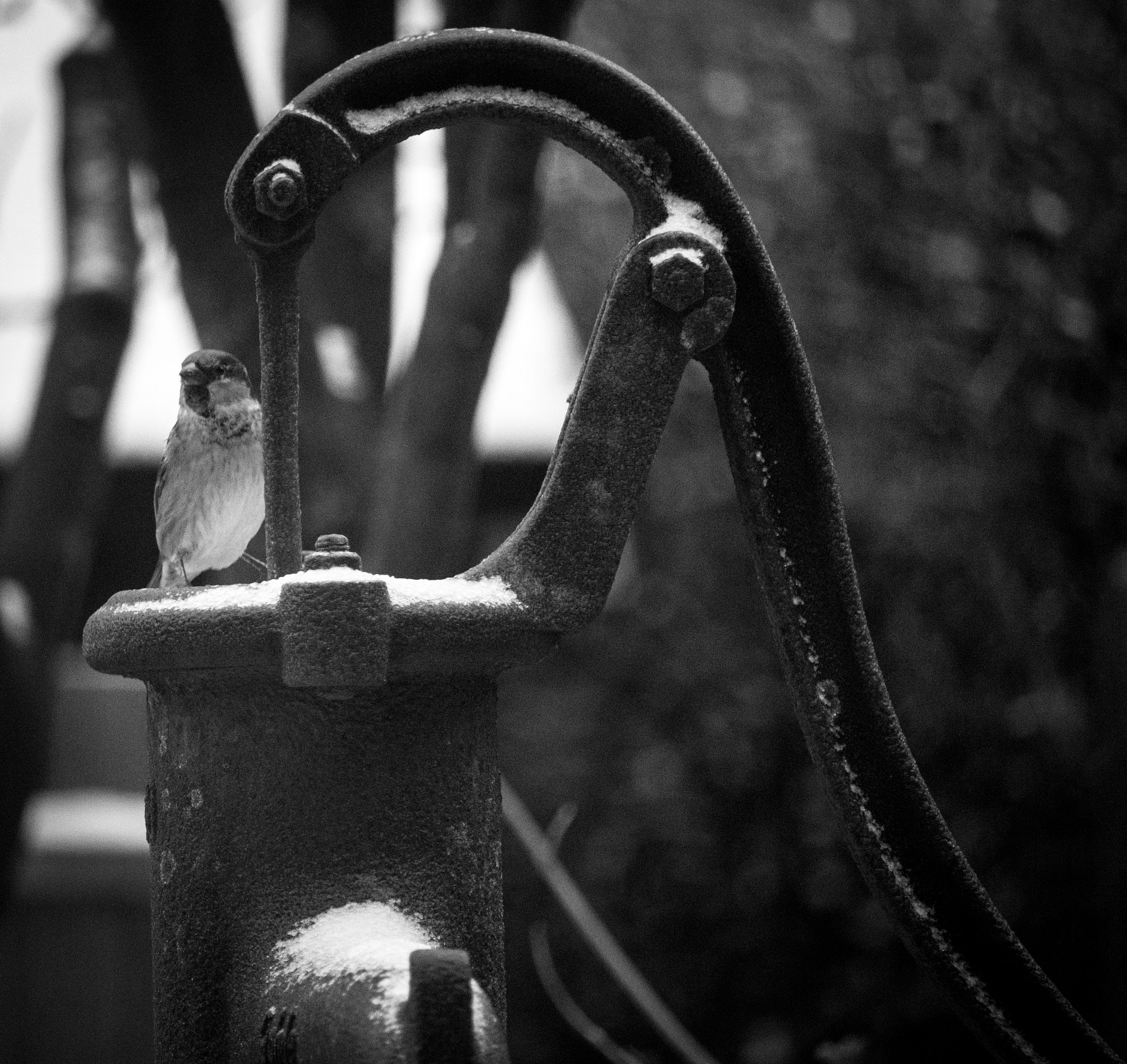 Canon EF-S 55-250mm F4-5.6 IS STM sample photo. Smal bird on pump photography