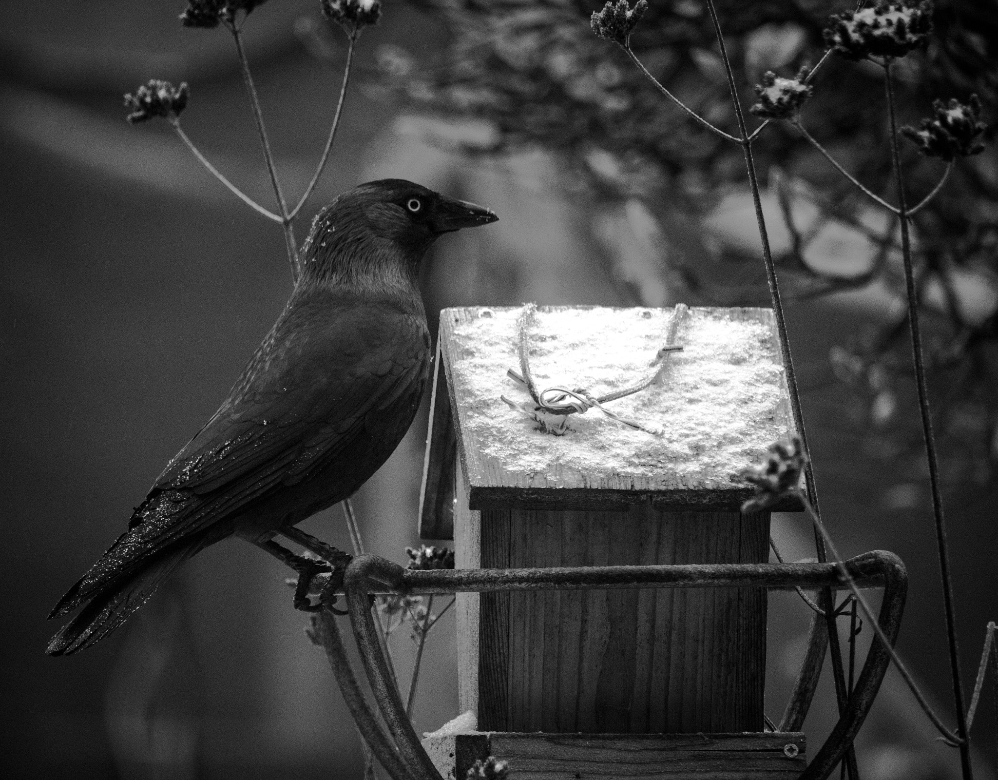 Canon EF-S 55-250mm F4-5.6 IS STM sample photo. Black bird on smal house photography