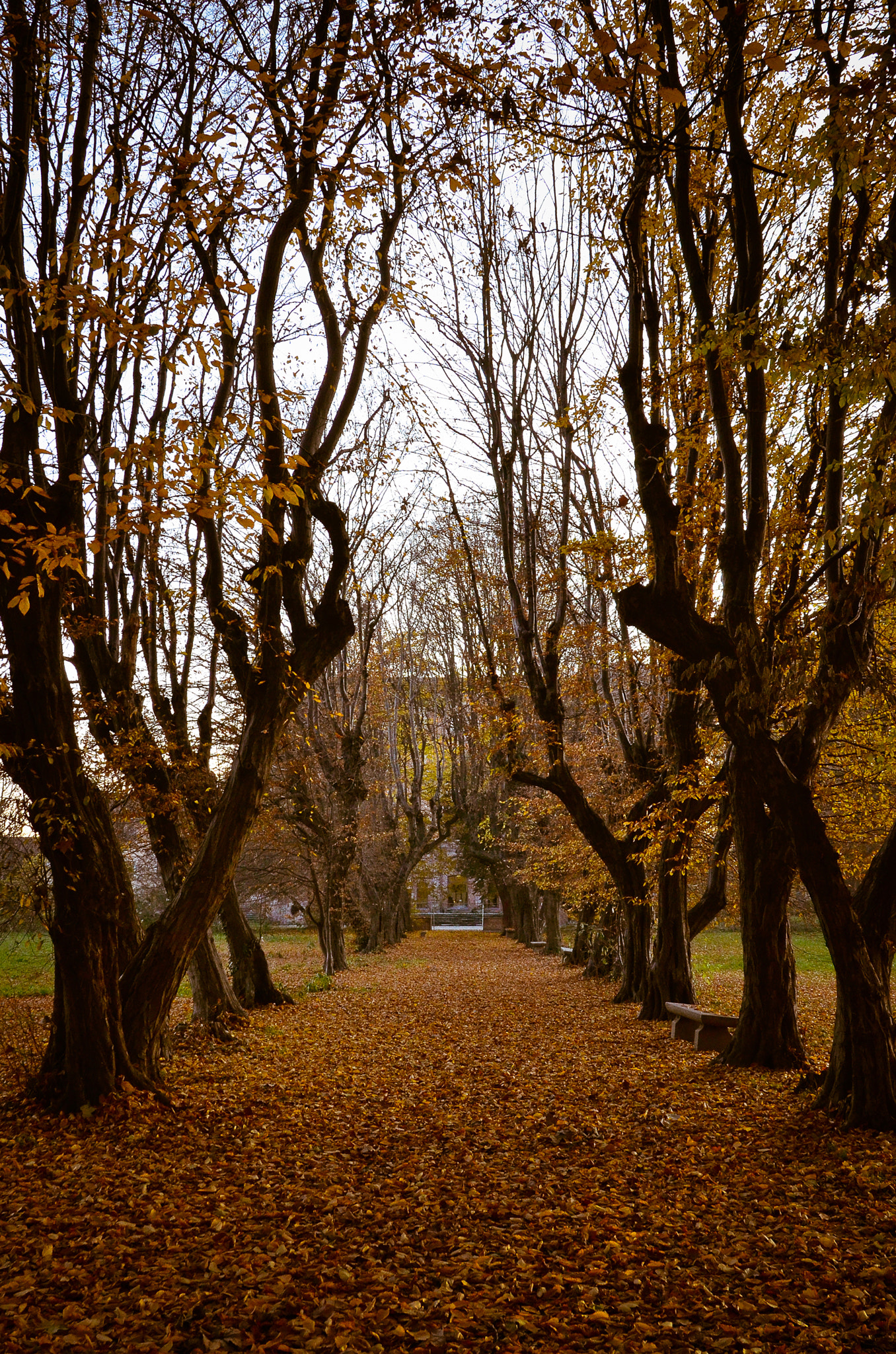 Nikon D7000 + Sigma 18-50mm F2.8 EX DC sample photo. Viale nobile photography