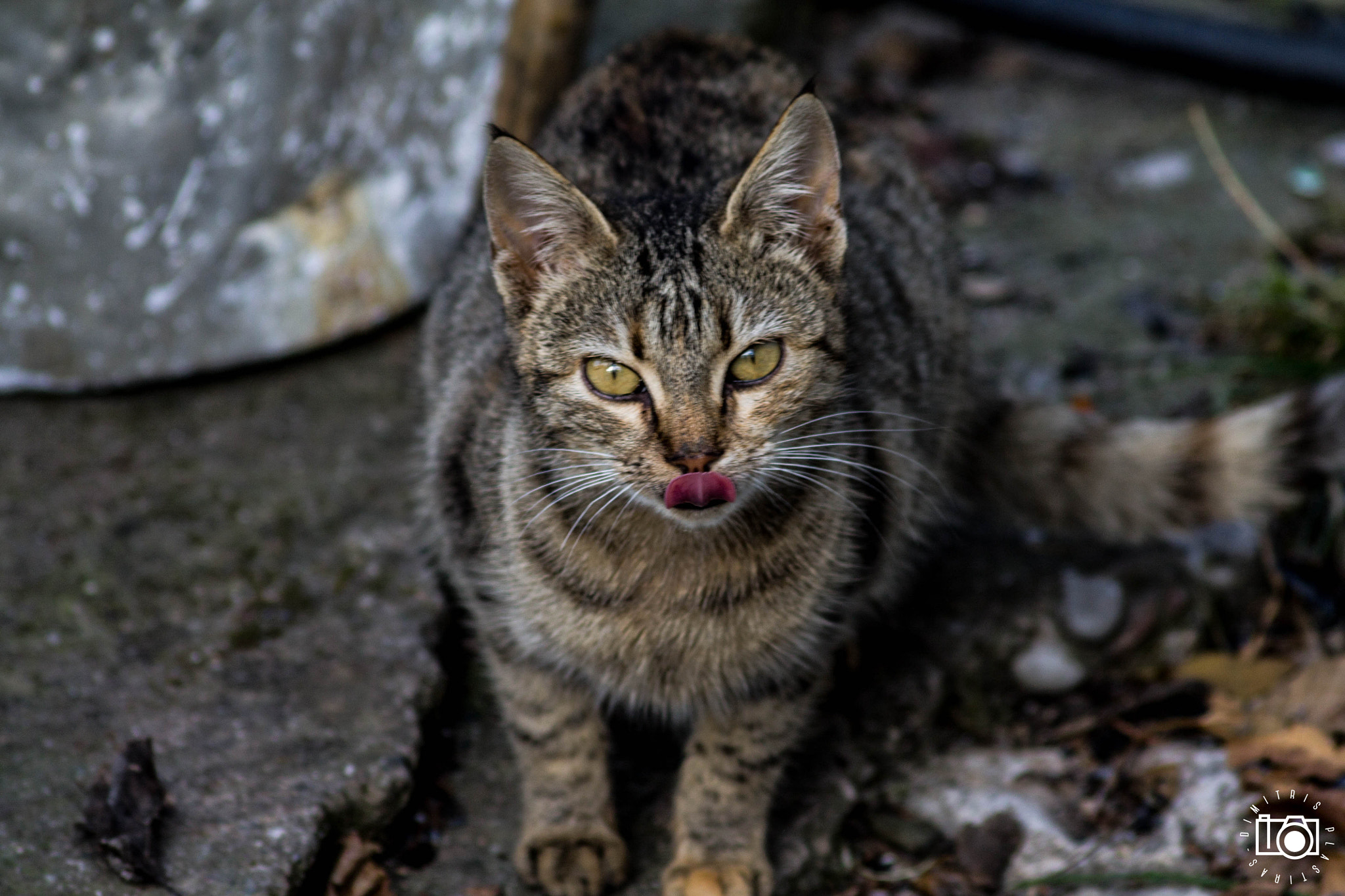 Canon EOS 1100D (EOS Rebel T3 / EOS Kiss X50) sample photo. Rude visitor photography