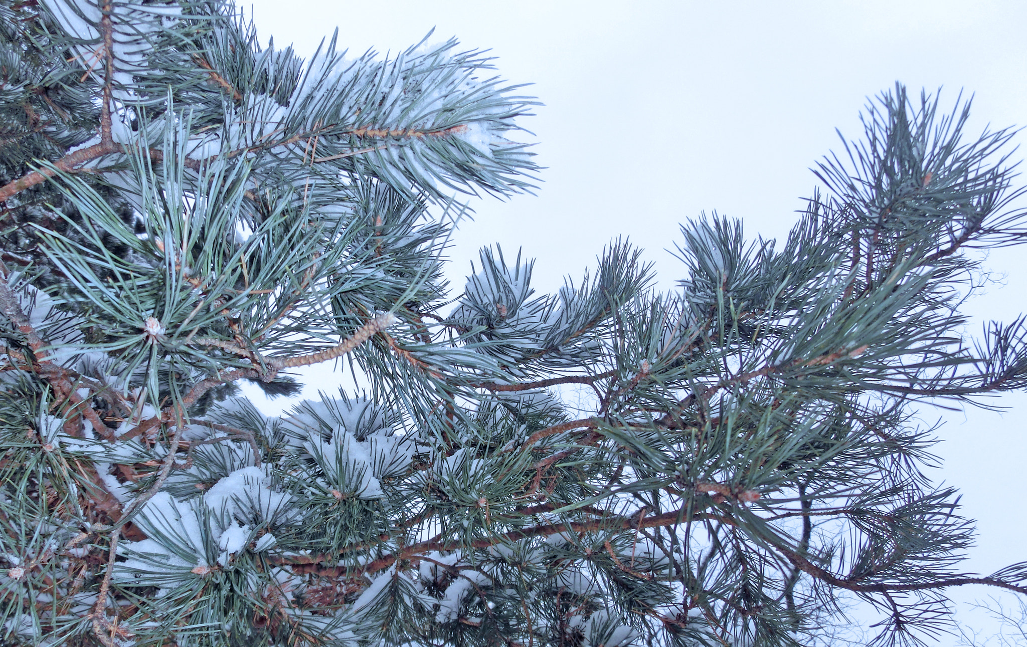 CASIO EX-ZR300 sample photo. Winter morning photography