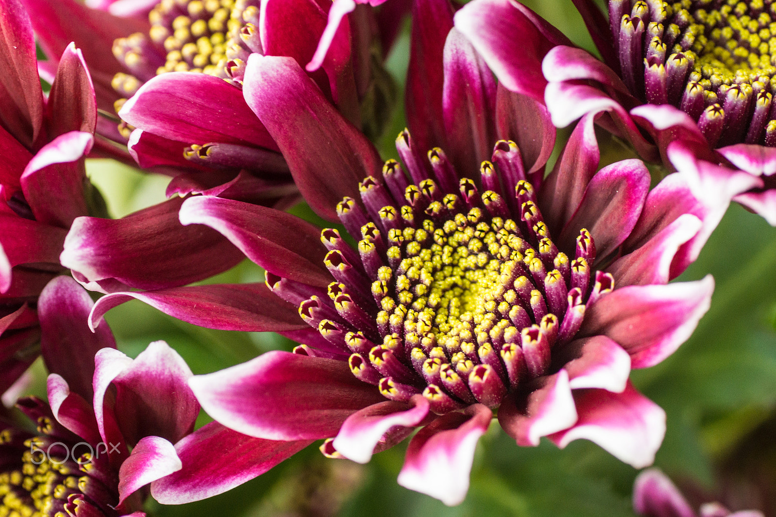 Sony SLT-A77 + Tamron SP AF 90mm F2.8 Di Macro sample photo. Colour from nature. photography