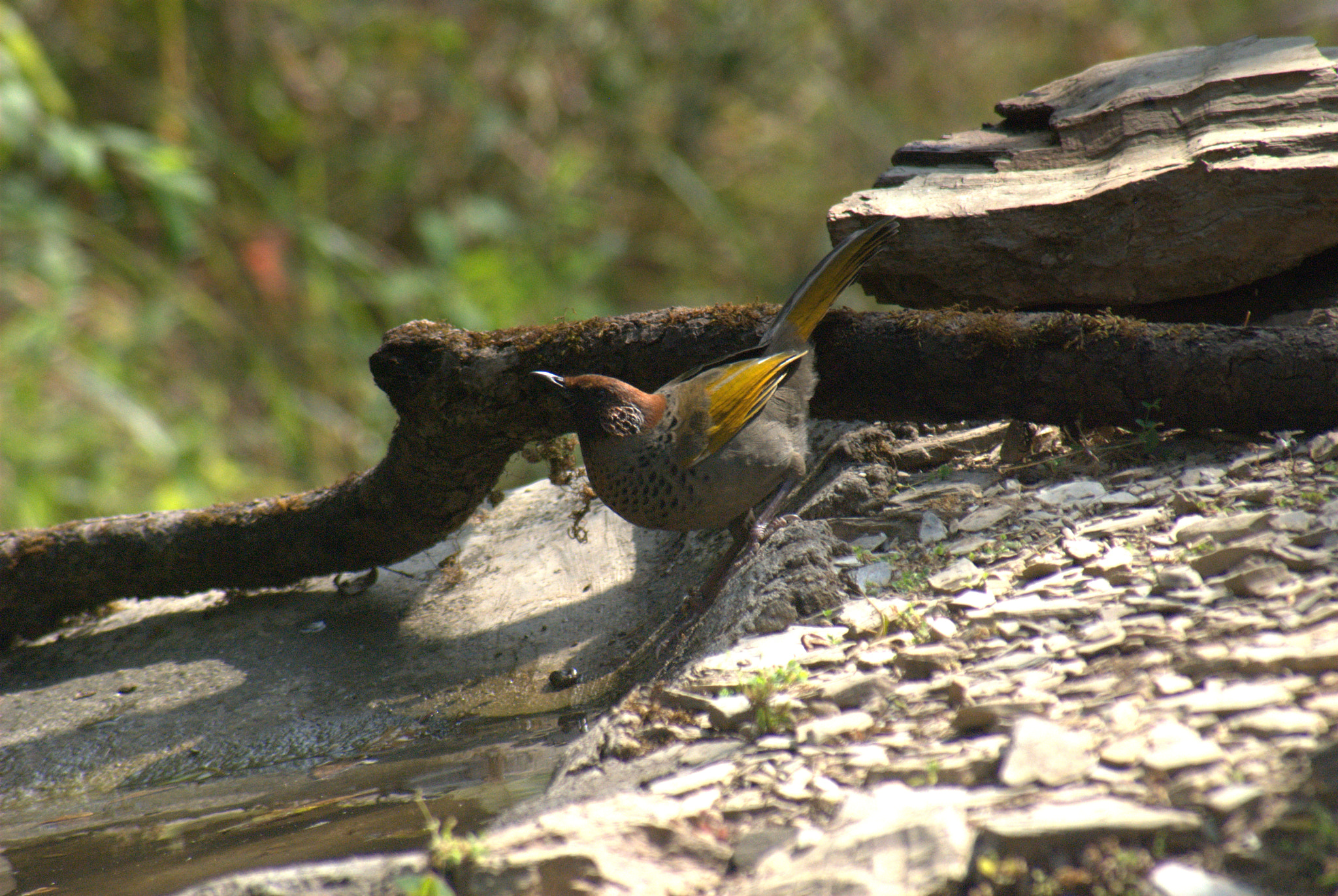 Nikon D80 sample photo. Chestnut crowned laughing thrush photography