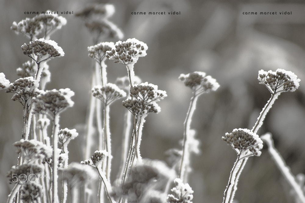 Canon EF 55-200mm F4.5-5.6 II USM sample photo. Dressed in frost photography