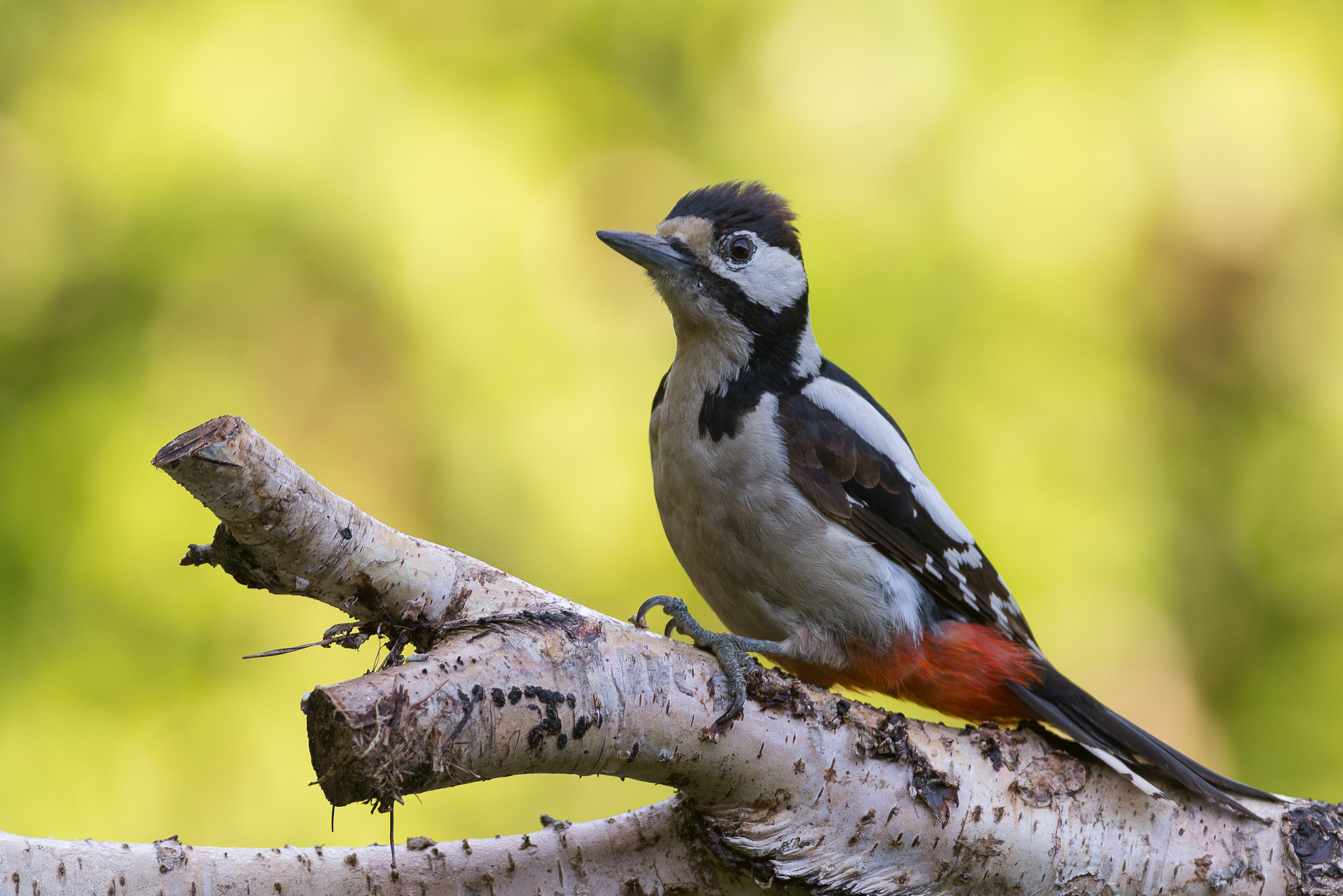 Nikon AF-S Nikkor 300mm F2.8G ED VR II sample photo. Great spotted woodpecker photography