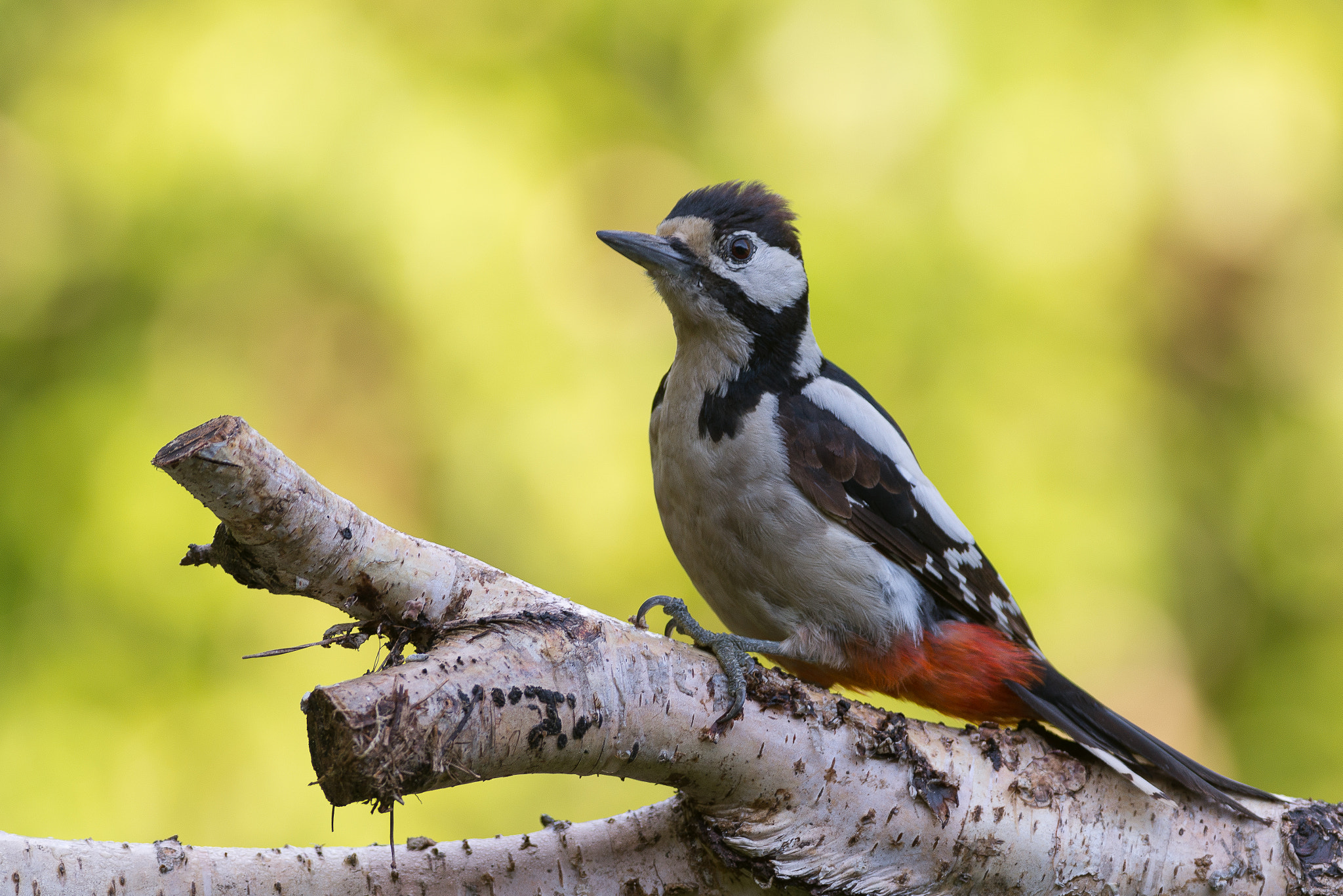 Nikon D800 + Nikon AF-S Nikkor 300mm F2.8G ED VR II sample photo. Great spotted woodpecker photography