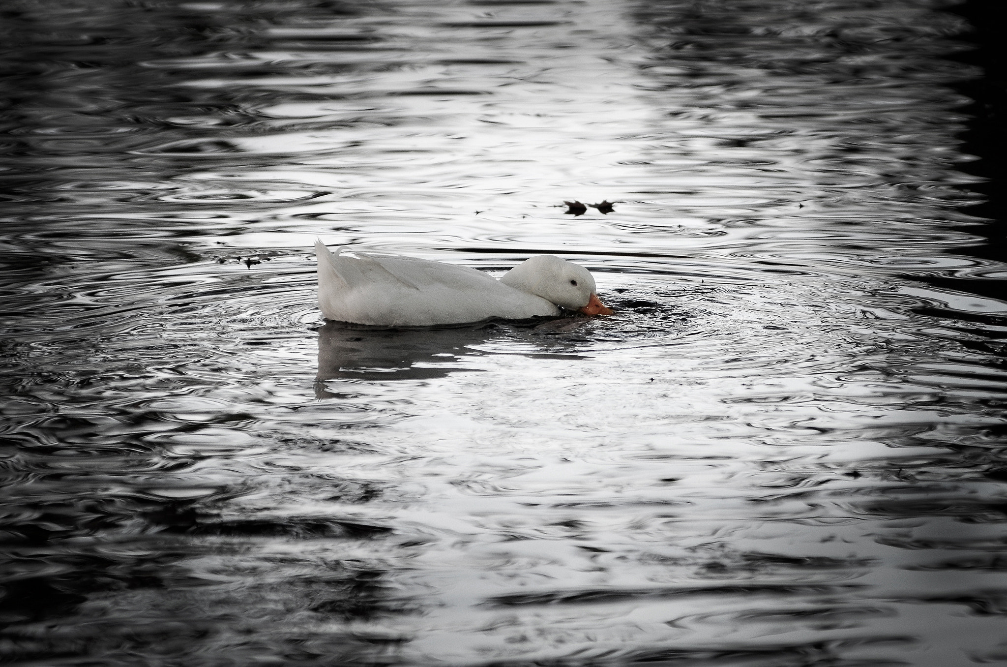 Nikon AF-Nikkor 80-200mm F2.8D ED sample photo. Solitude photography