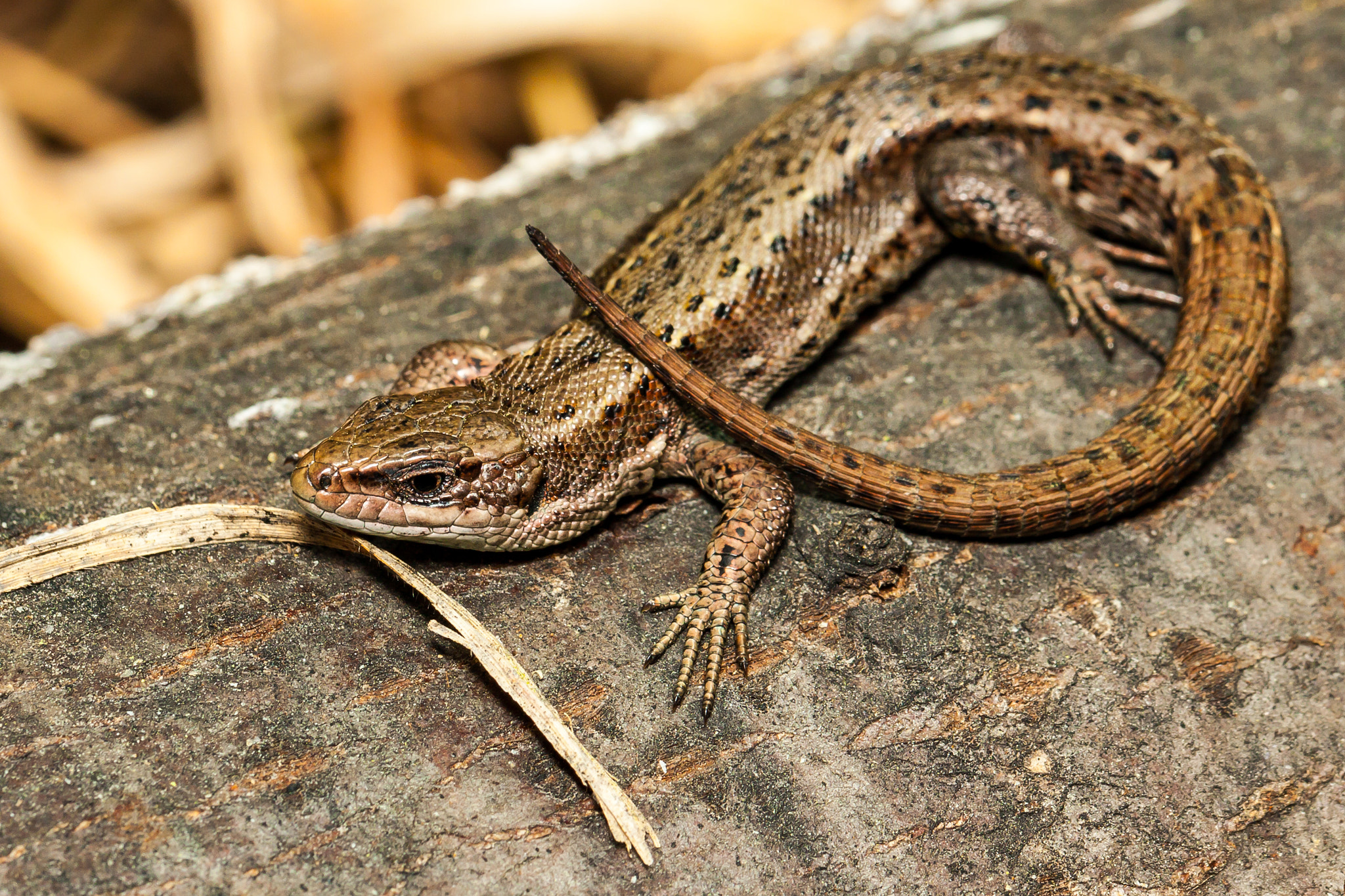 Canon EOS 50D + Canon EF 100mm F2.8L Macro IS USM sample photo. Lizard - a symbol of wealth of the ural mountains. photography