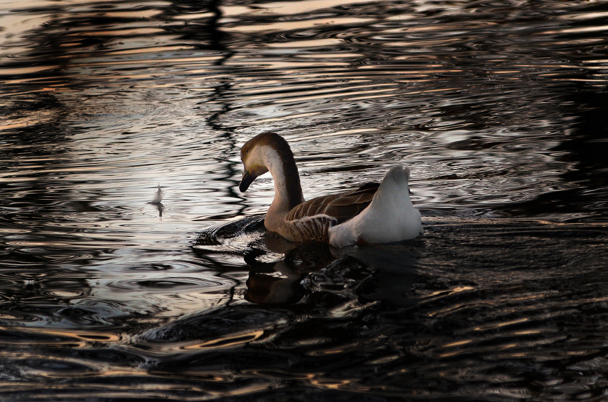 Nikon AF-Nikkor 80-200mm F2.8D ED sample photo. Feather photography