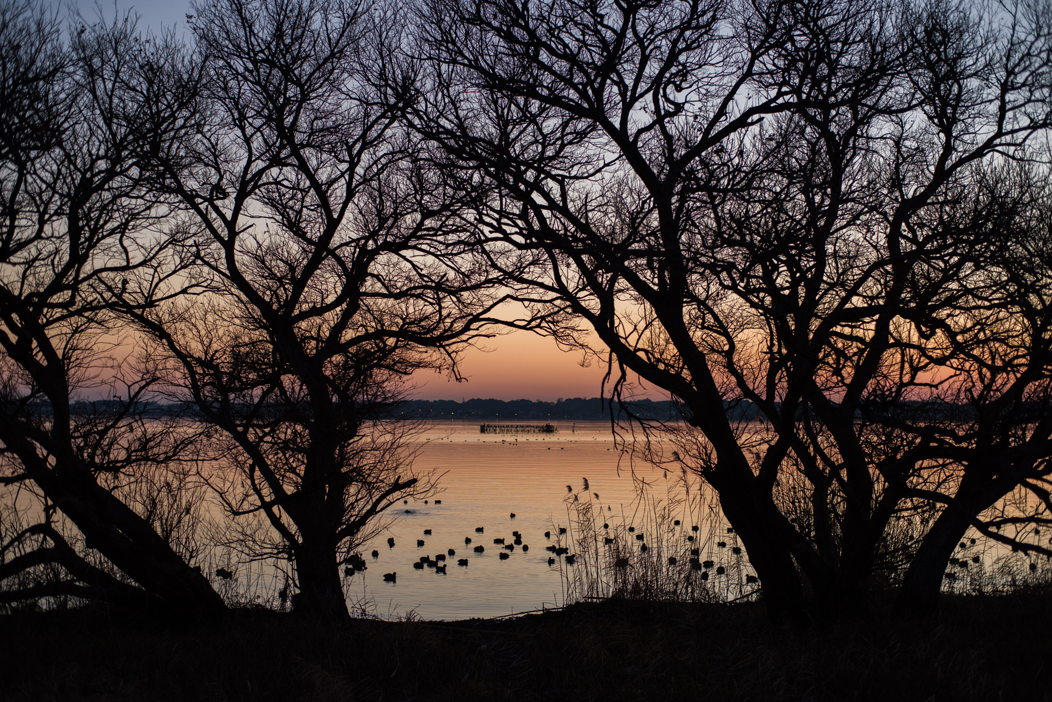 ZEISS Planar T* 50mm F1.4 sample photo. Sunset photography