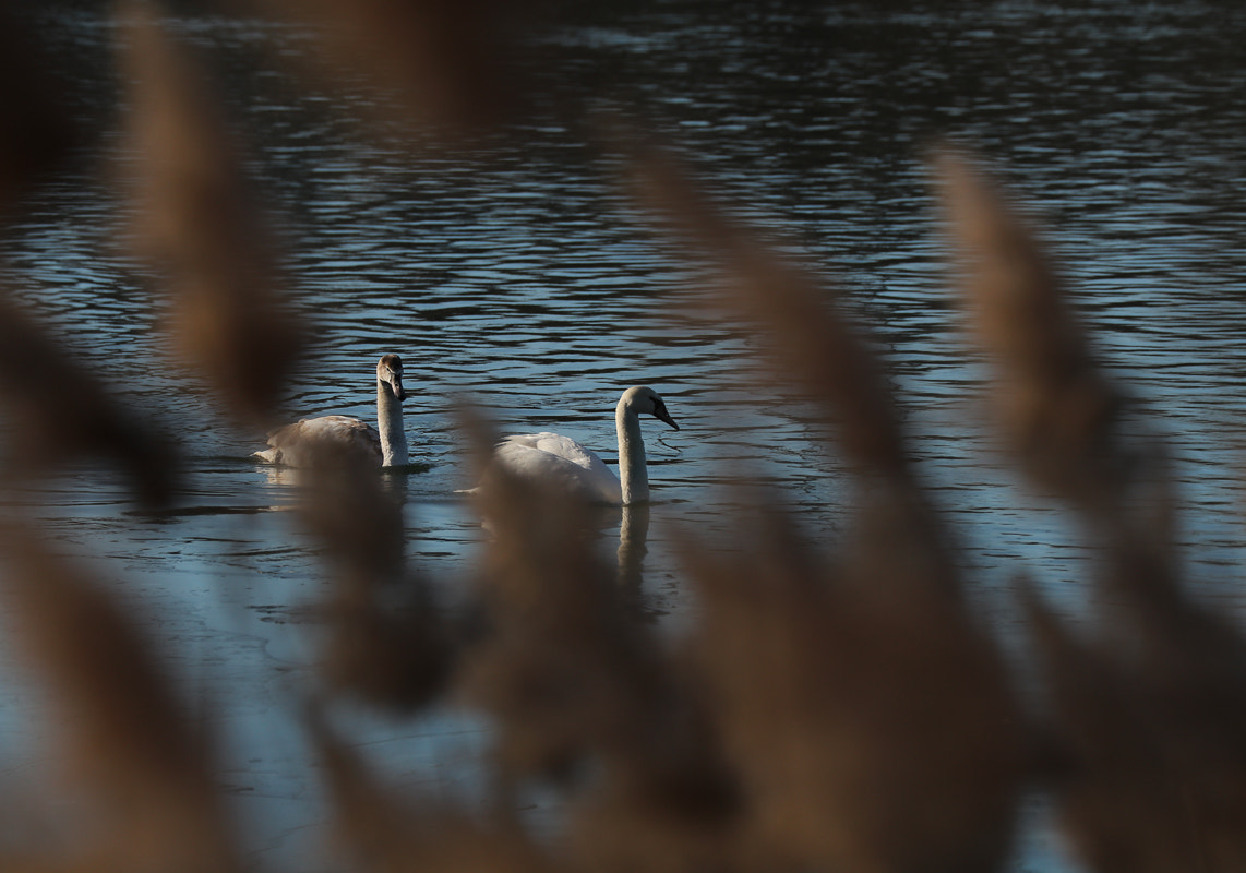 Canon EOS 80D + Canon EF 70-300mm F4-5.6L IS USM sample photo. Two swans photography