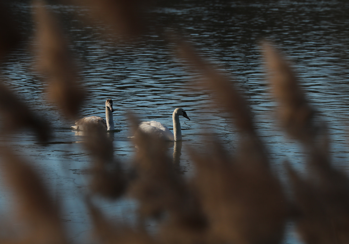 Canon EF 70-300mm F4-5.6L IS USM sample photo. Two swans photography
