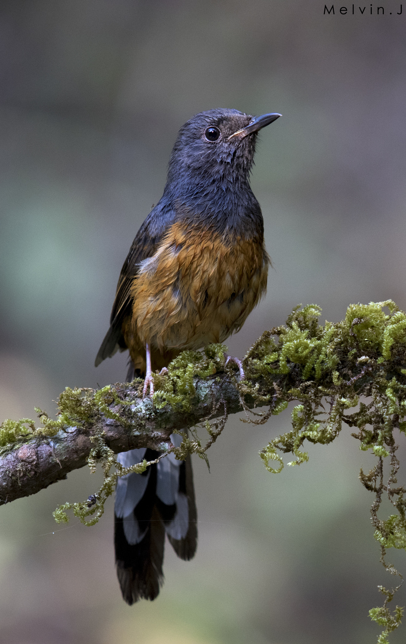 Canon EF 600mm F4L IS II USM sample photo. A white rumped shama photography