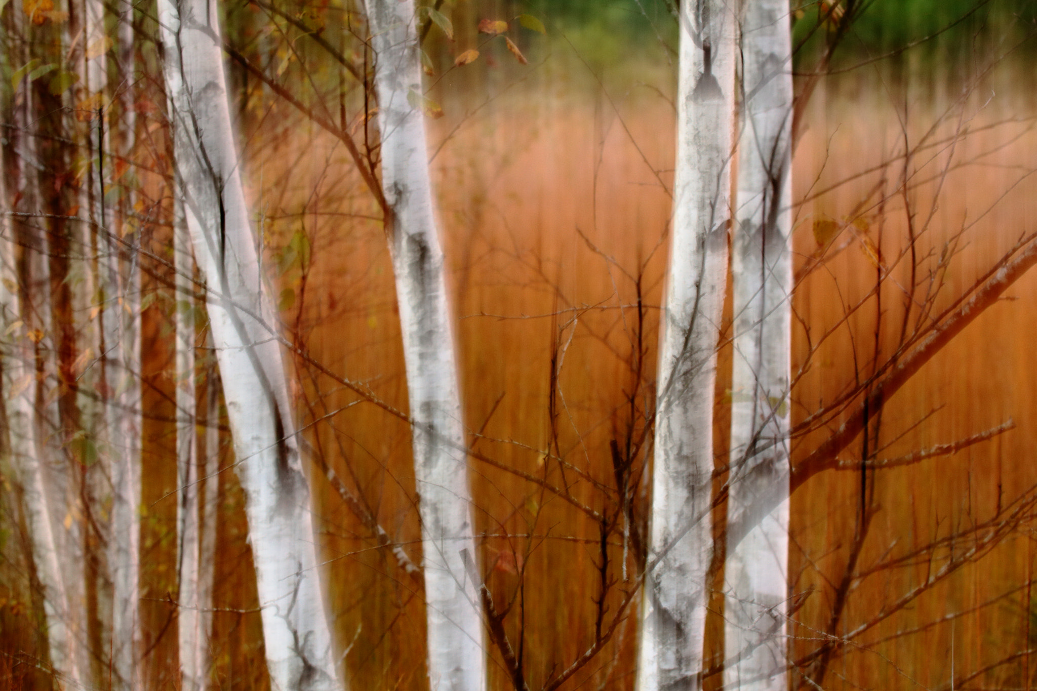 Tamron SP AF 60mm F2 Di II LD IF Macro sample photo. Autumn birch i photography