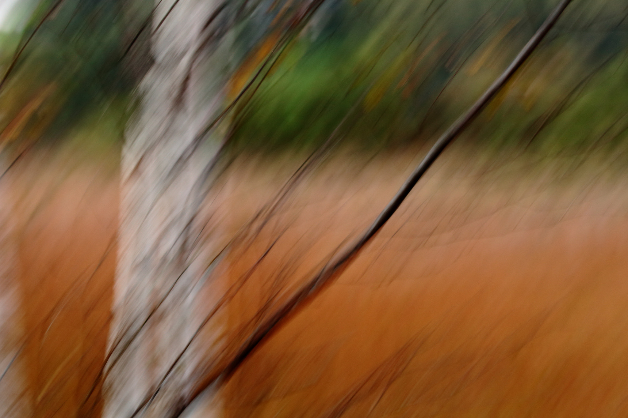 Canon EOS 650D (EOS Rebel T4i / EOS Kiss X6i) sample photo. Autumn birch ii photography