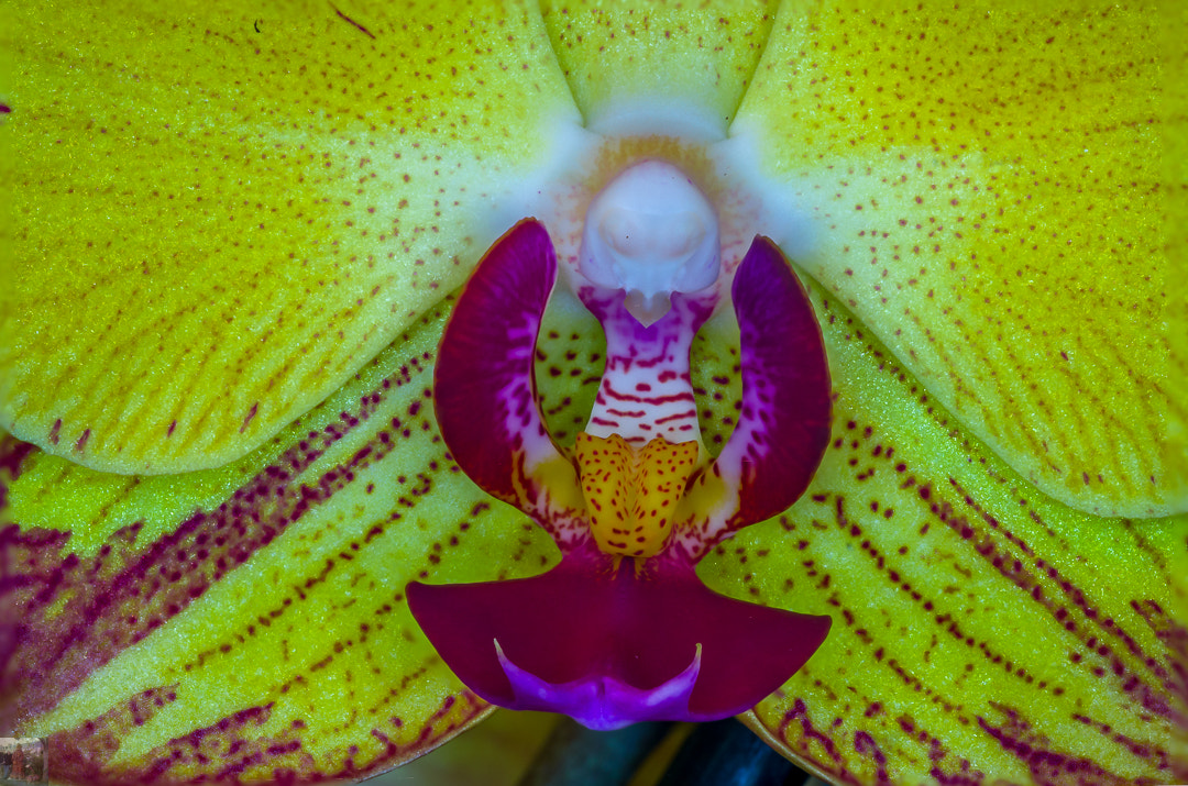 Sony SLT-A58 + 105mm F2.8 sample photo. Orchidee photography