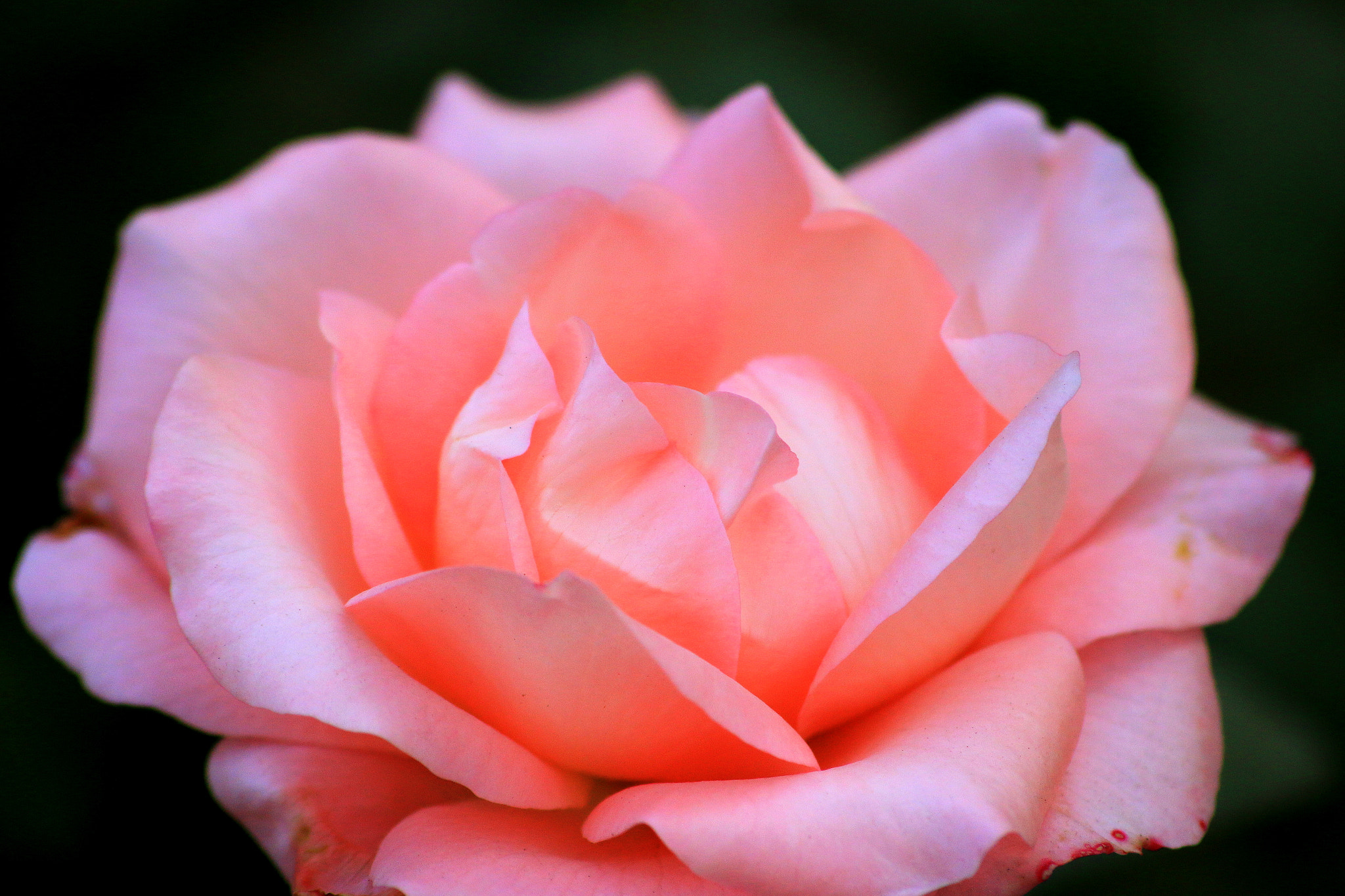 Canon EOS 70D + Sigma 50-200mm F4-5.6 DC OS HSM sample photo. Pink rose photography