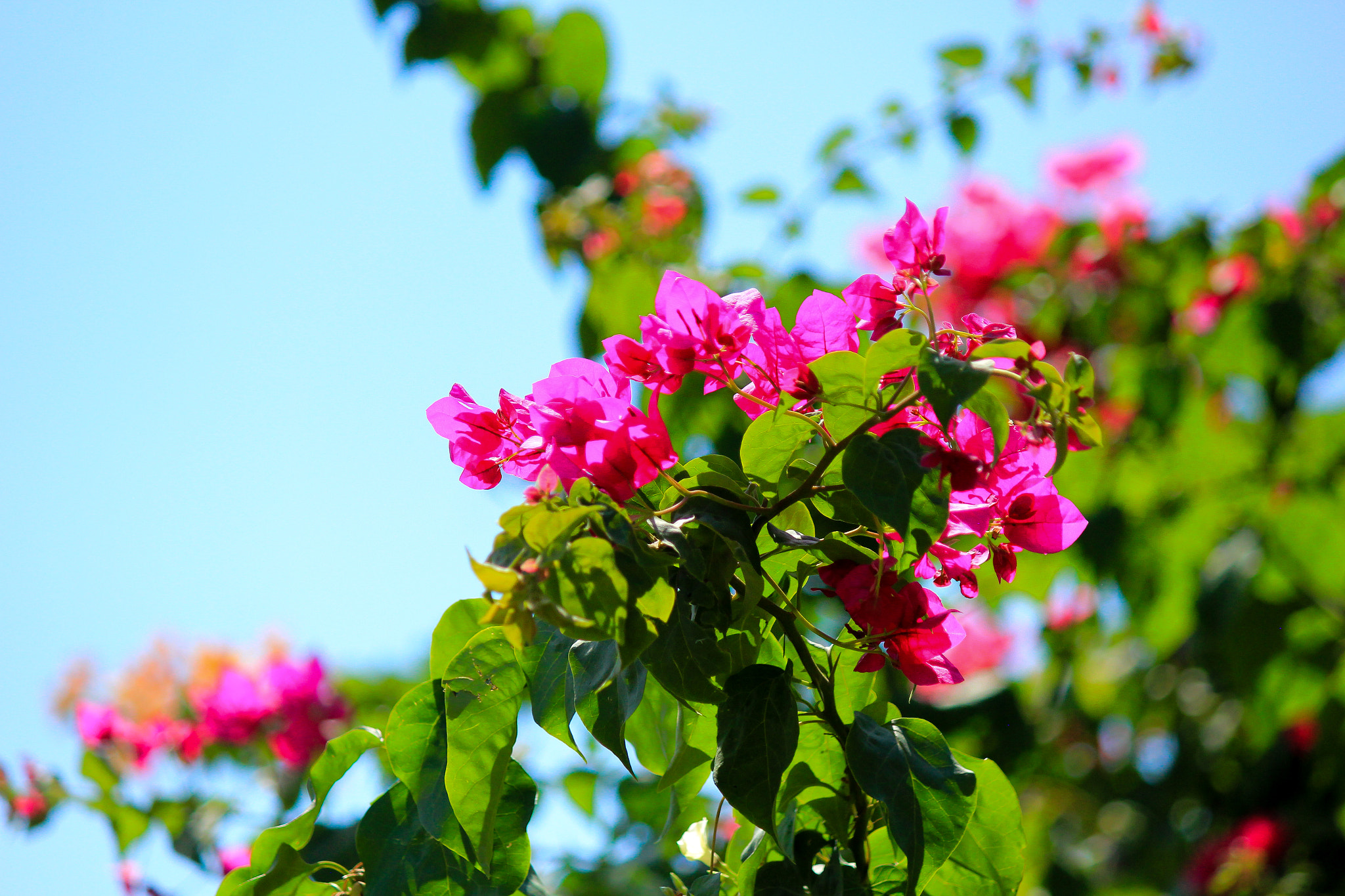 Canon EOS 550D (EOS Rebel T2i / EOS Kiss X4) sample photo. Bougainvillaea photography