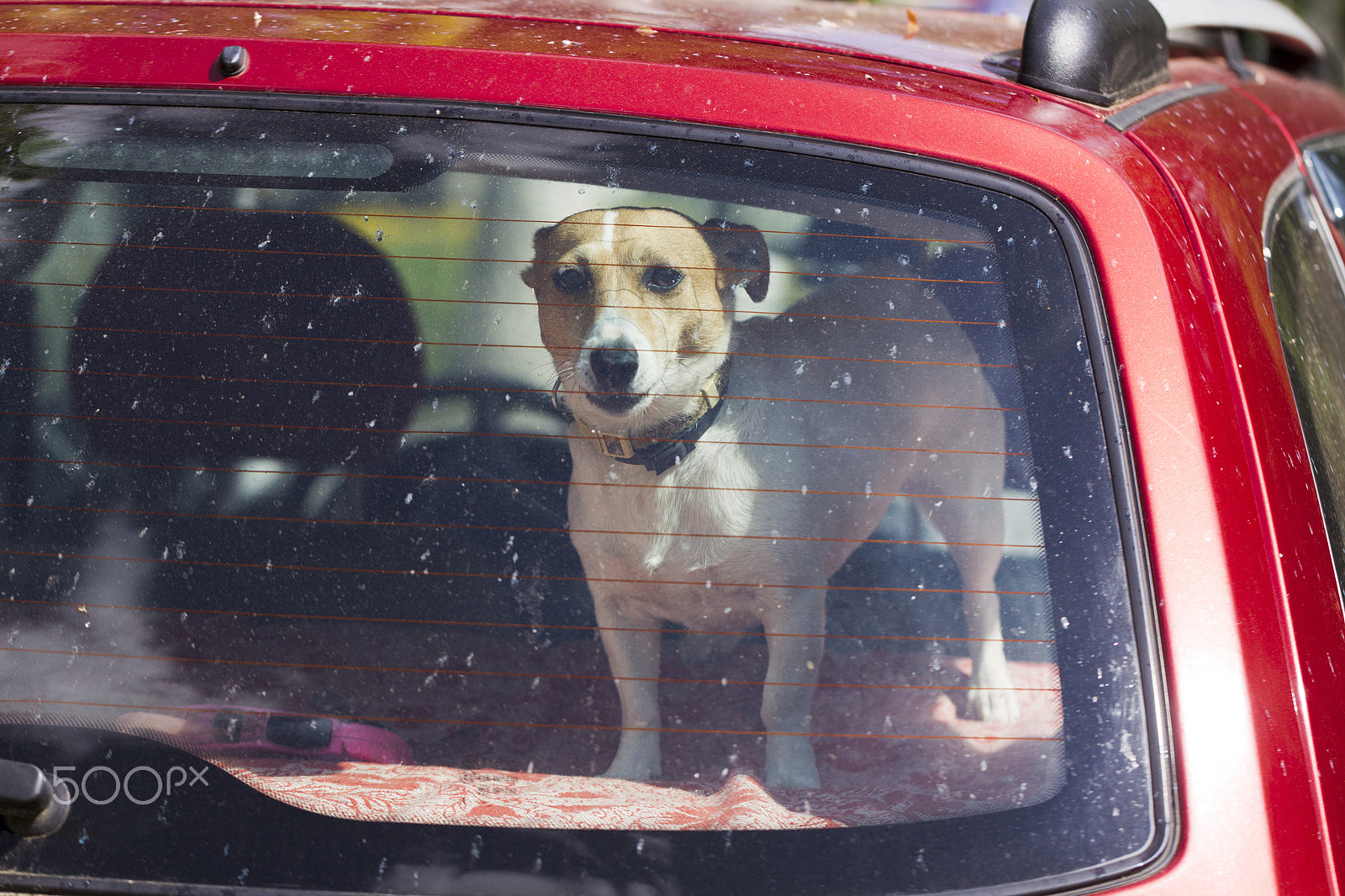 Canon EOS-1D Mark IV sample photo. Dog jack russell terrier photography