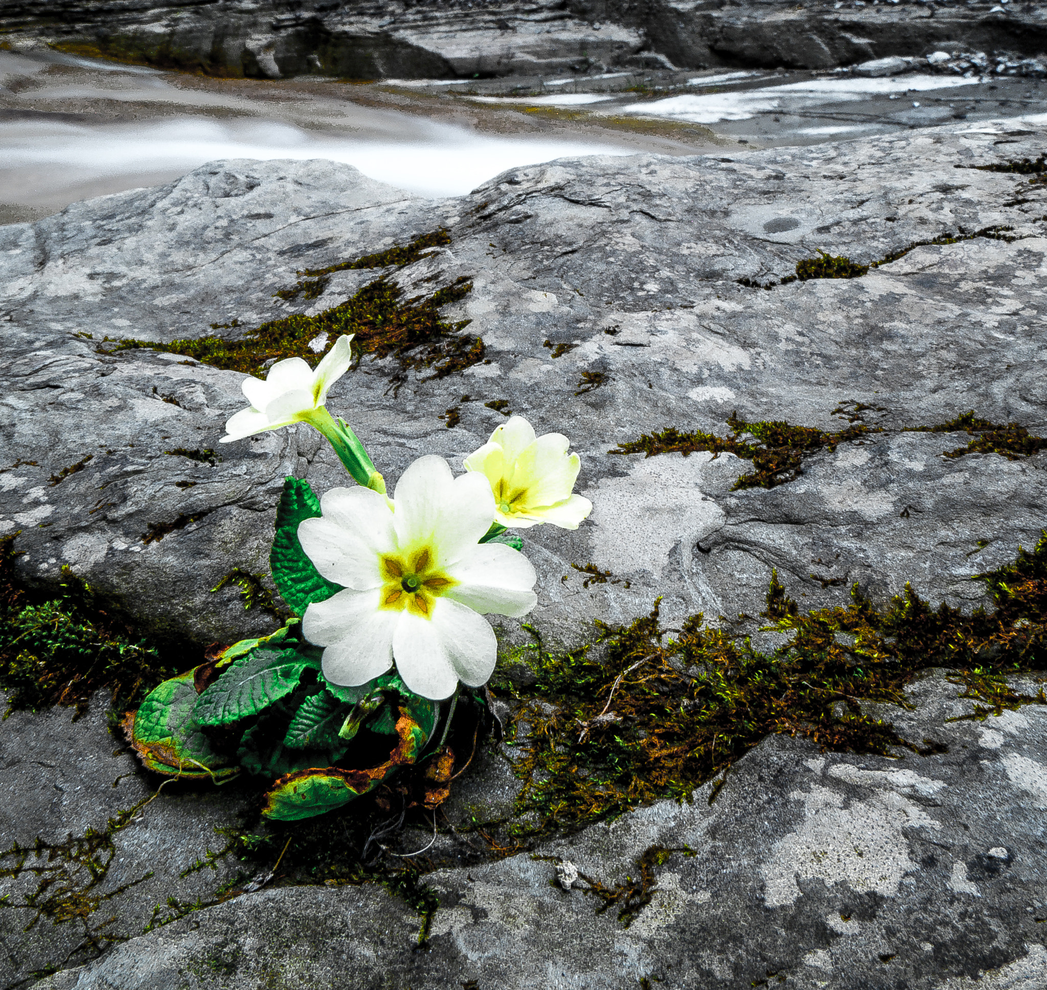 Panasonic Lumix DMC-G6 sample photo. Little flower on the rock photography