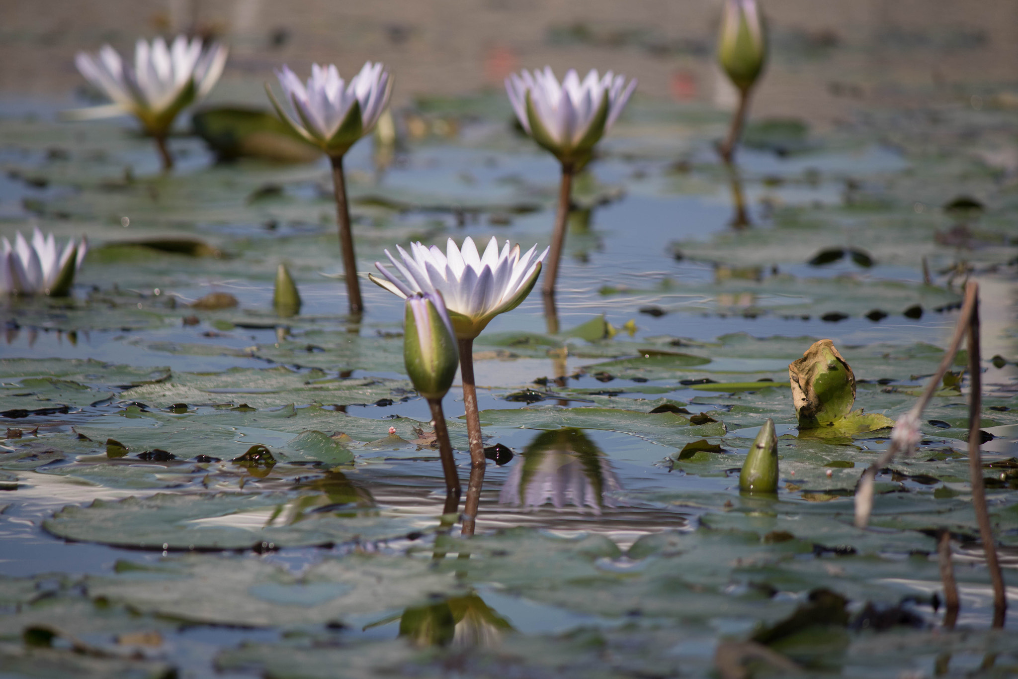 Canon EF-S 55-250mm F4-5.6 IS sample photo. Lotus flowers in pond photography