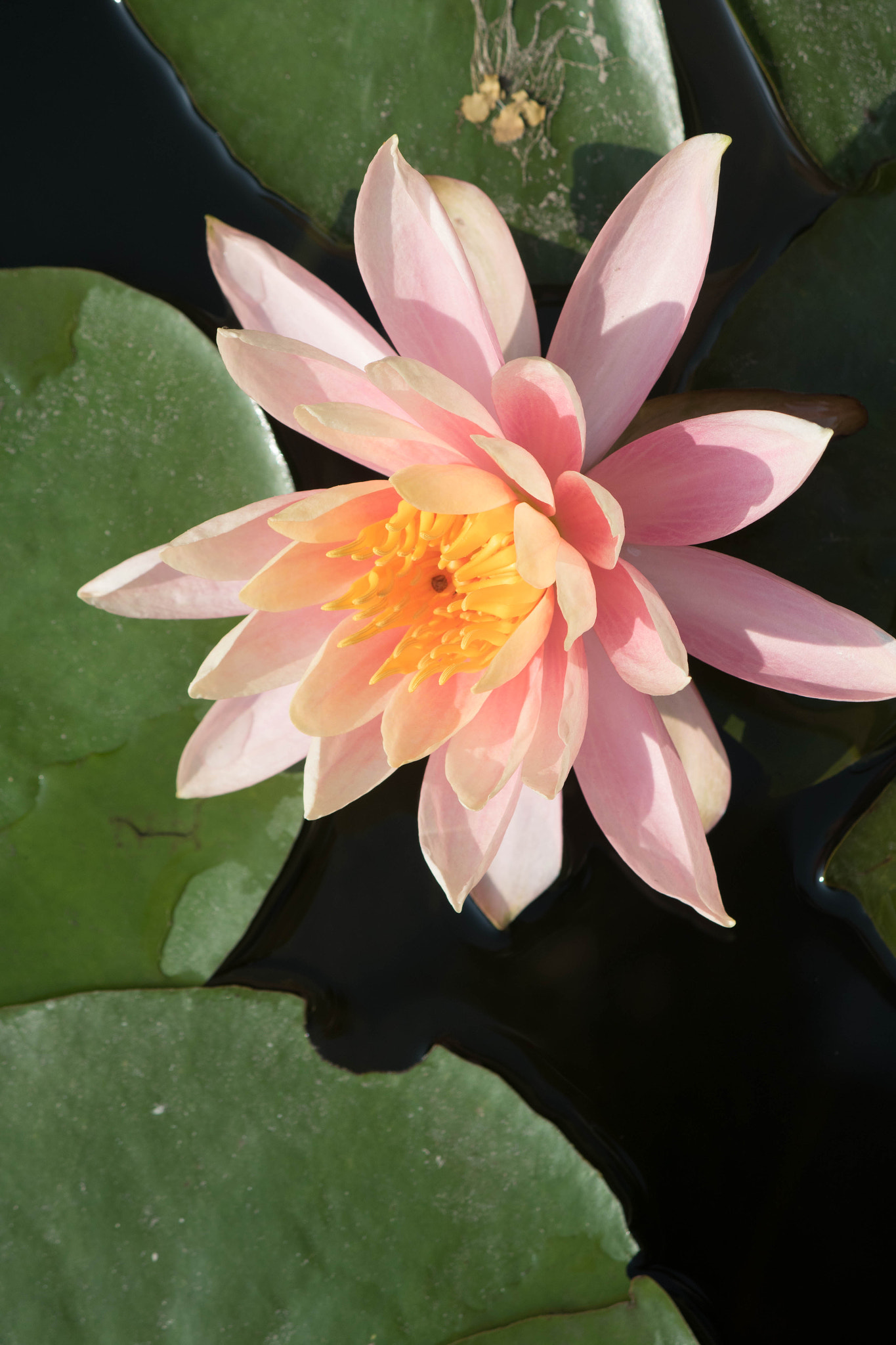 Canon EF-S 55-250mm F4-5.6 IS sample photo. Lotus photography