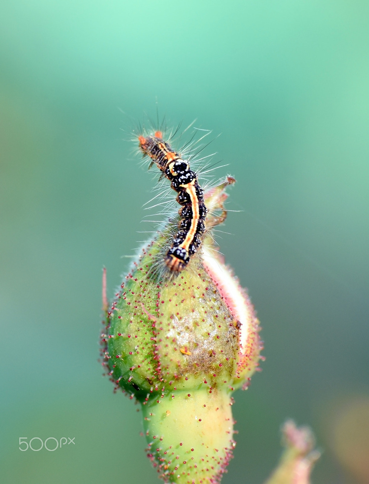 Nikon D7200 + Nikon AF Fisheye-Nikkor 16mm F2.8D sample photo. Macro world photography