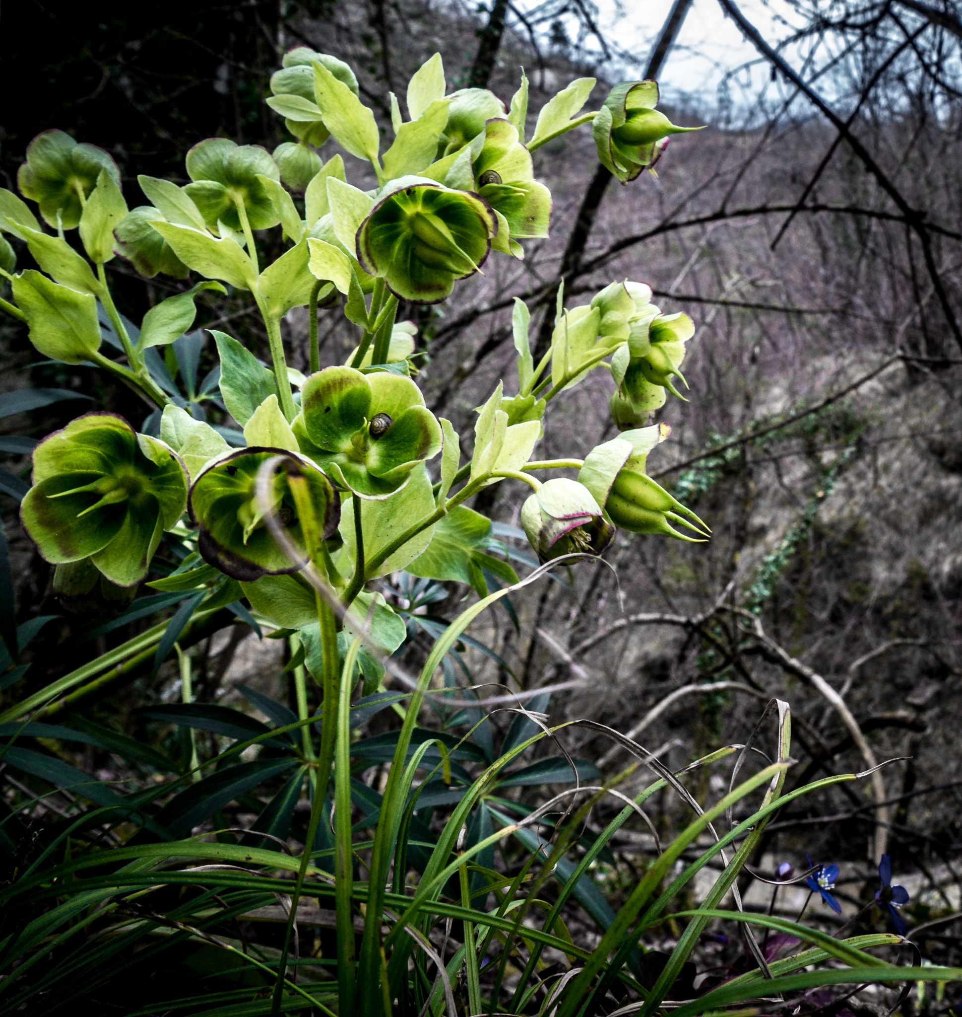 Panasonic Lumix DMC-G6 sample photo. Green flowers photography