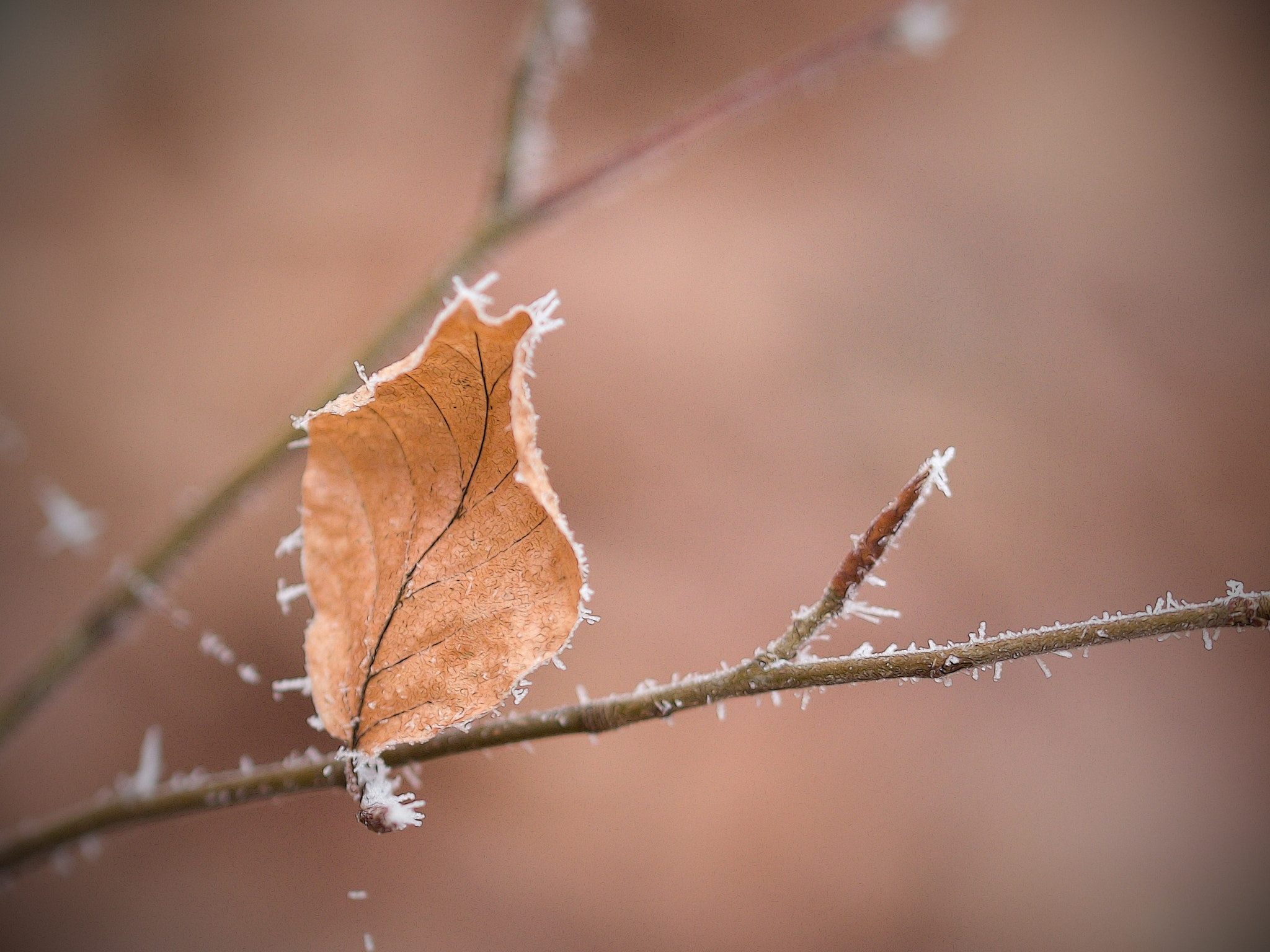 Canon EOS 600D (Rebel EOS T3i / EOS Kiss X5) + Tamron SP 90mm F2.8 Di VC USD 1:1 Macro (F004) sample photo. Frosted beech photography