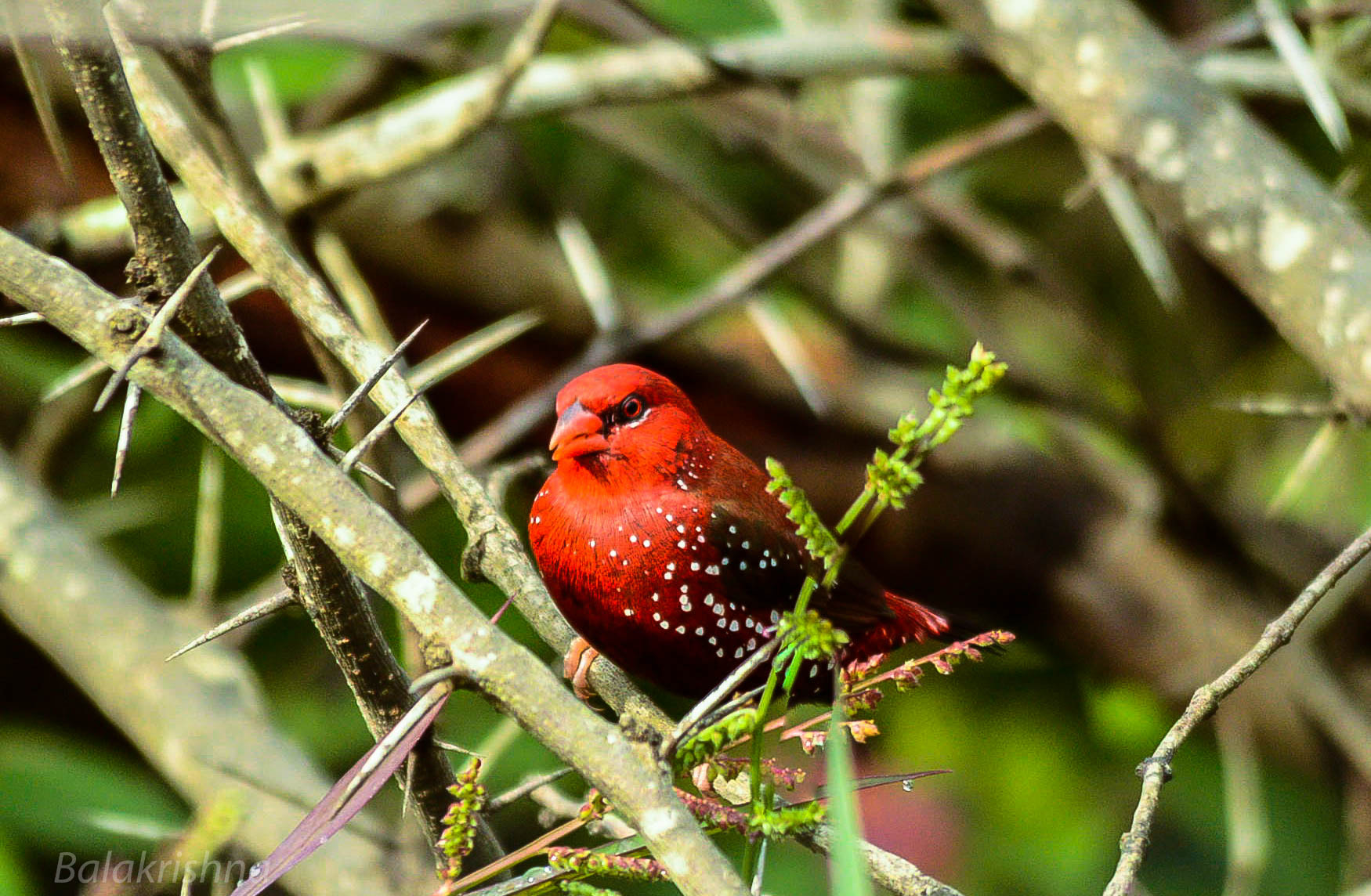 Sigma 150-500mm F5-6.3 DG OS HSM sample photo. Red munia  photography