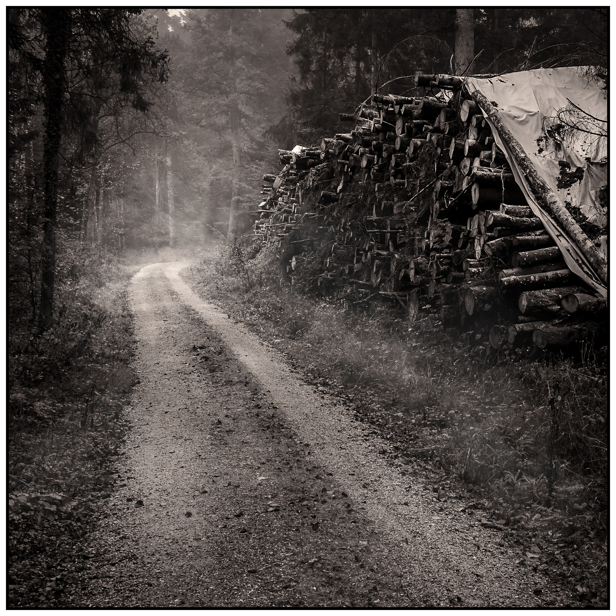Nikon D3S sample photo. In the woods photography