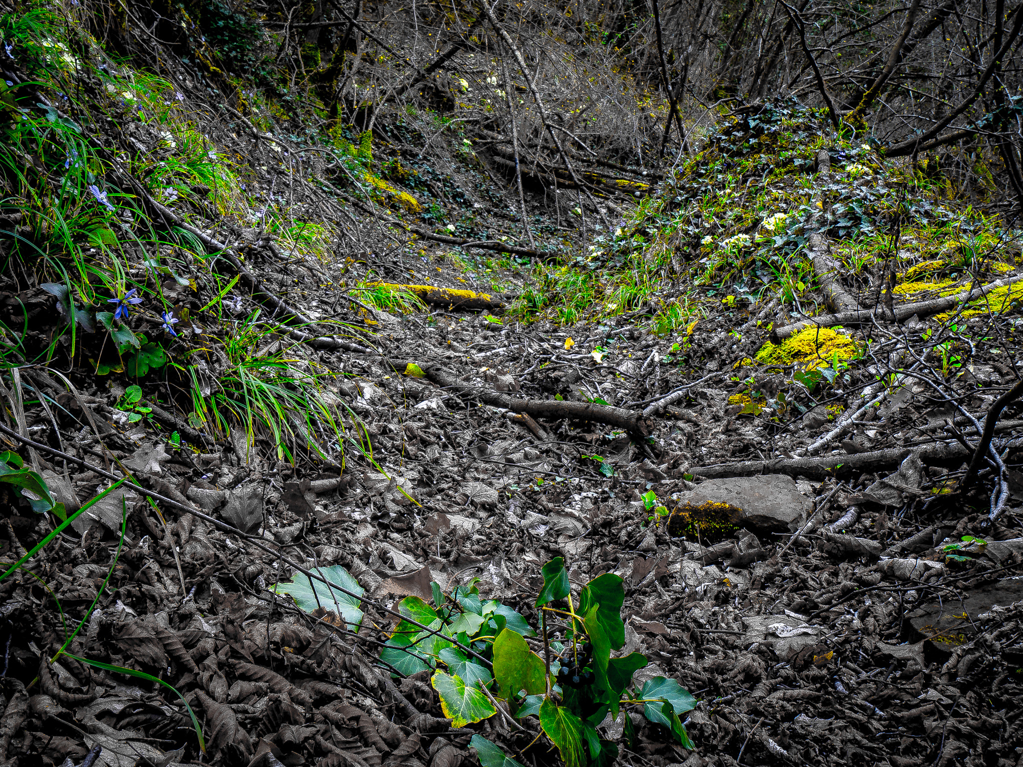 Panasonic Lumix DMC-G6 sample photo. The path photography