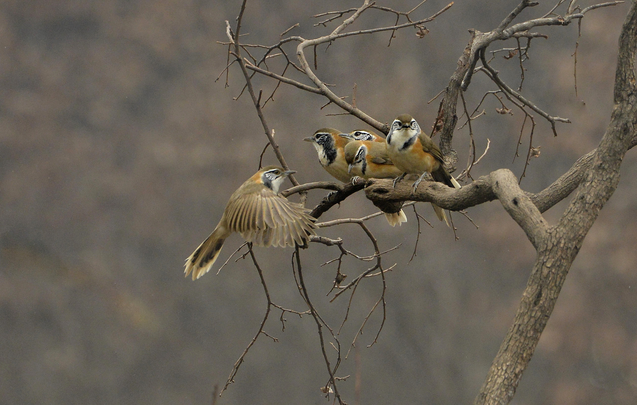 Nikon D4 sample photo. Garrulax perspicillatus photography
