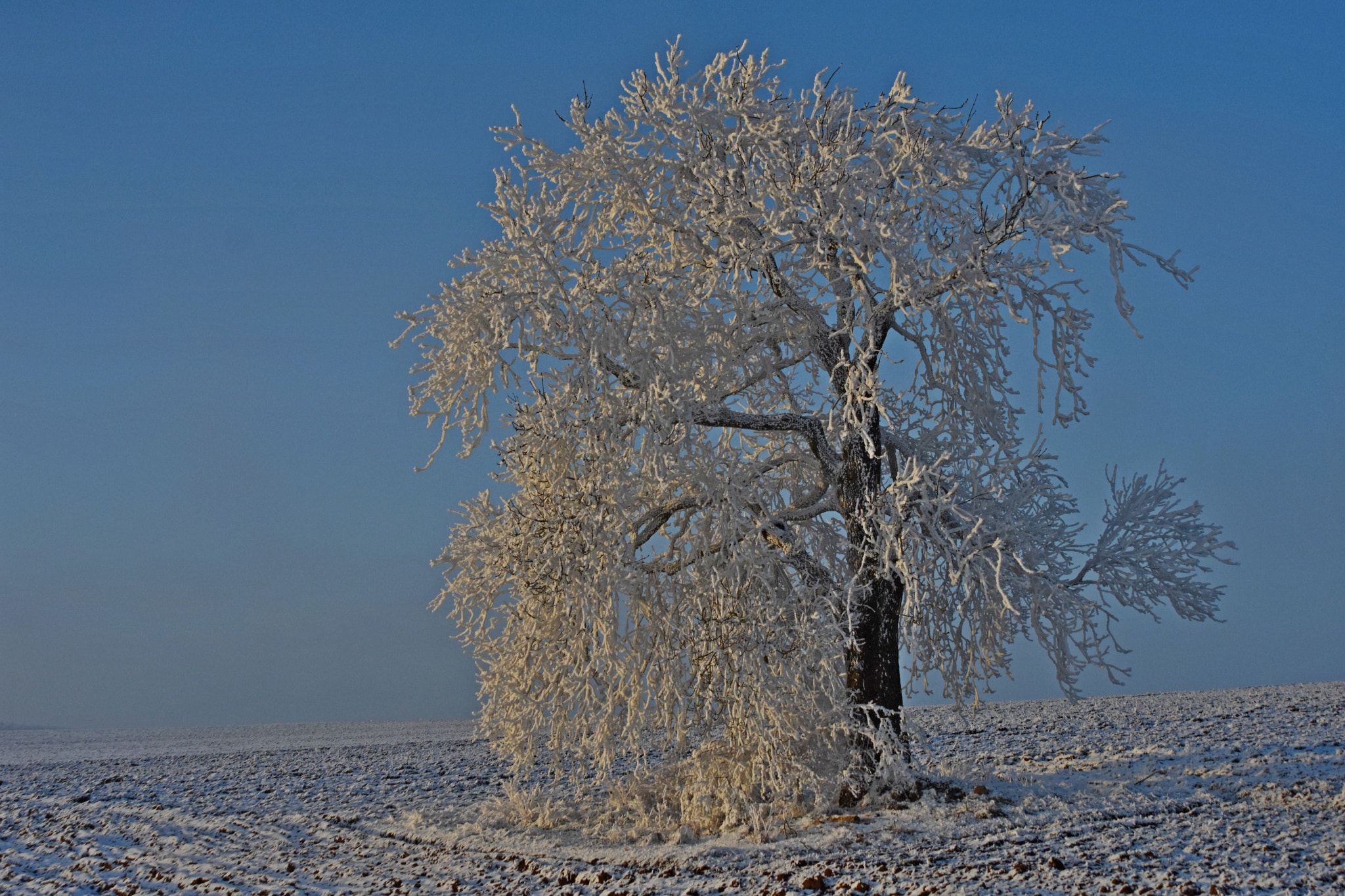 Sigma 28-105mm F2.8-4 Aspherical sample photo. Tree in winter photography