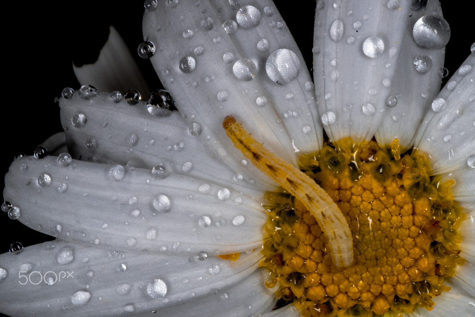 Pentax K-S2 sample photo. Rainy daisy photography