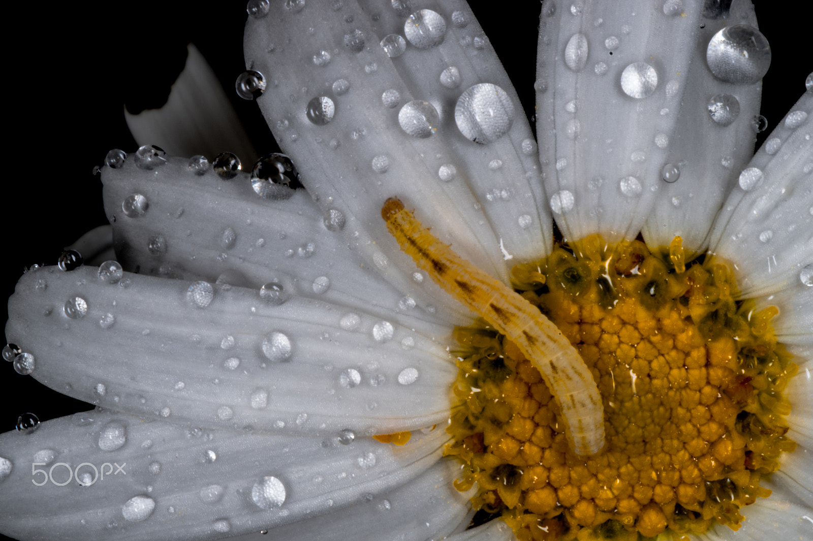 Pentax K-S2 + Tamron SP AF 90mm F2.8 Di Macro sample photo. Rainy daisy photography