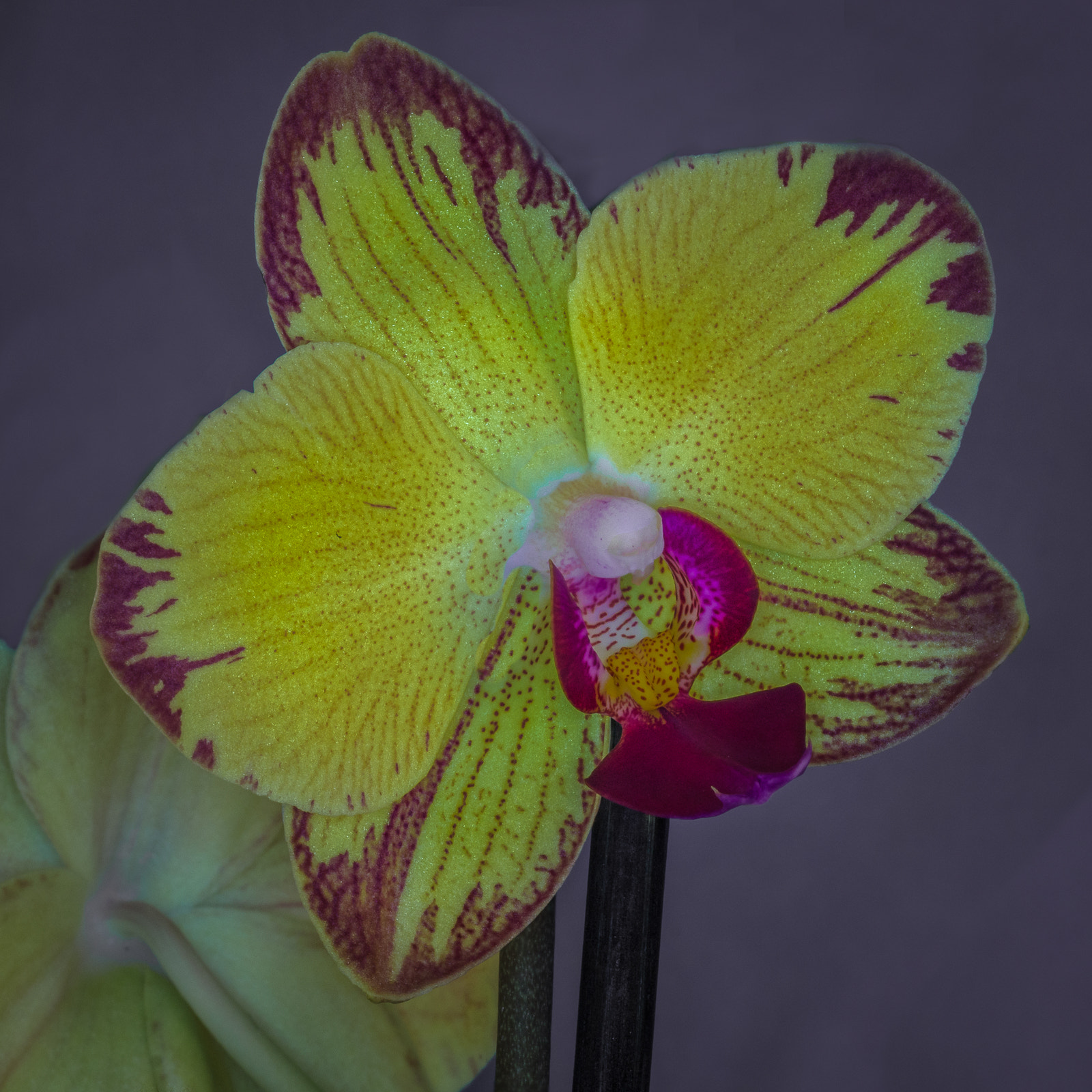 Sony SLT-A58 + 105mm F2.8 sample photo. Orchidee photography