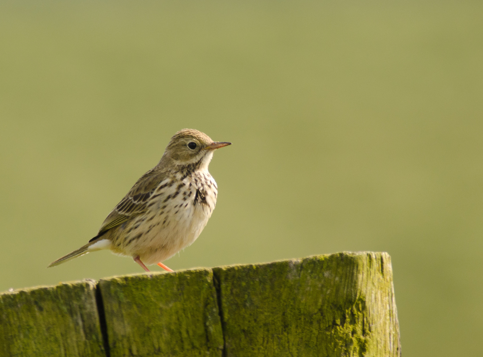 Nikon D7000 + Nikon AF-S Nikkor 300mm F4D ED-IF sample photo. Graspieper photography