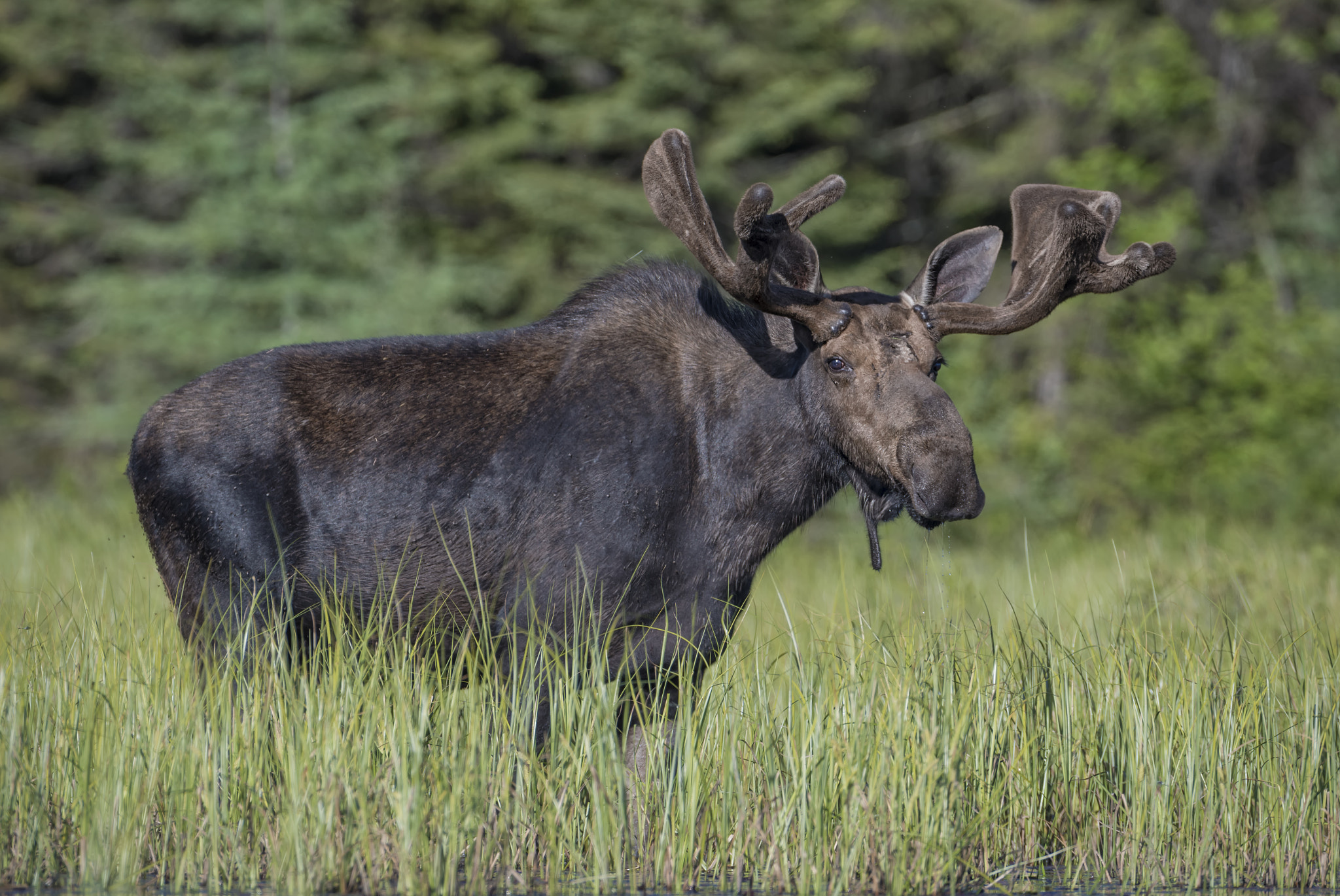 Nikon D500 + Nikon AF-S Nikkor 600mm F4G ED VR sample photo. Near the edge... photography