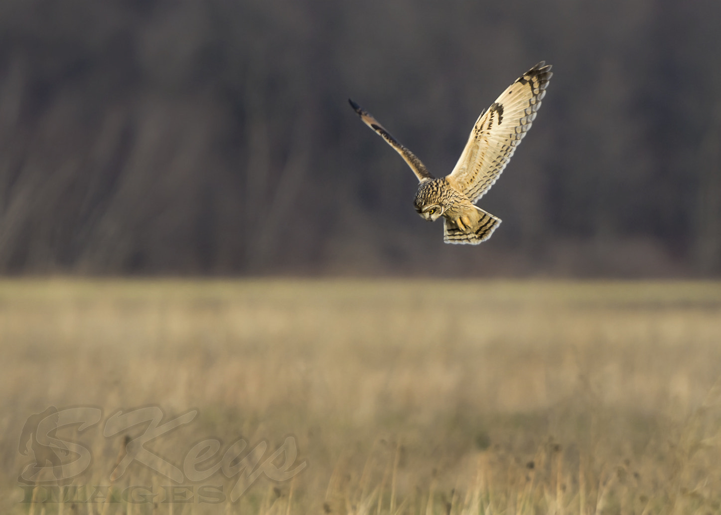 Sigma 500mm F4.5 EX DG HSM sample photo. The hunt (short-eared owl) photography