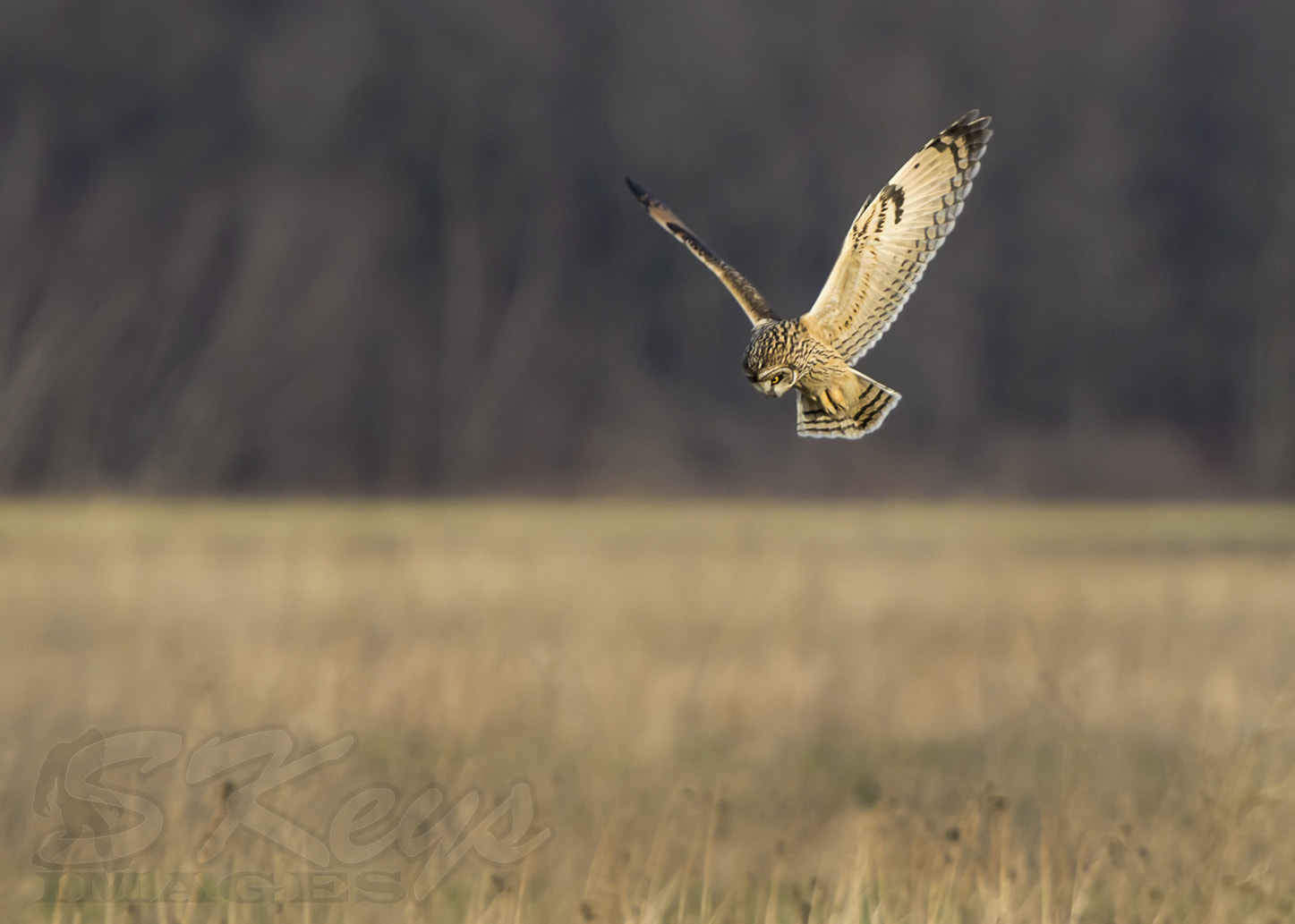 Nikon D7200 + Sigma 500mm F4.5 EX DG HSM sample photo. The hunt (short-eared owl) photography