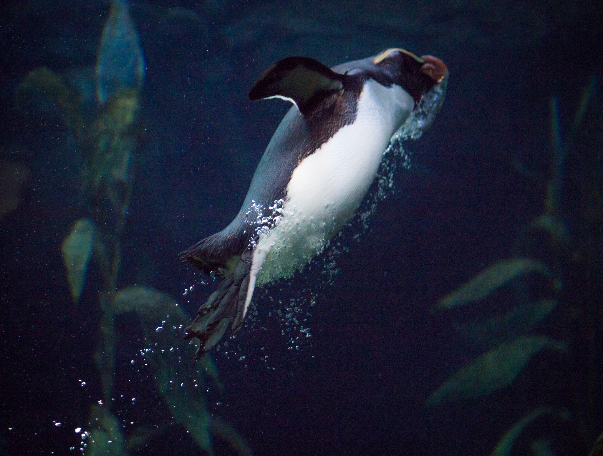 Canon EOS 7D Mark II + Canon EF-S 55-250mm F4-5.6 IS II sample photo. Penguin takeoff photography