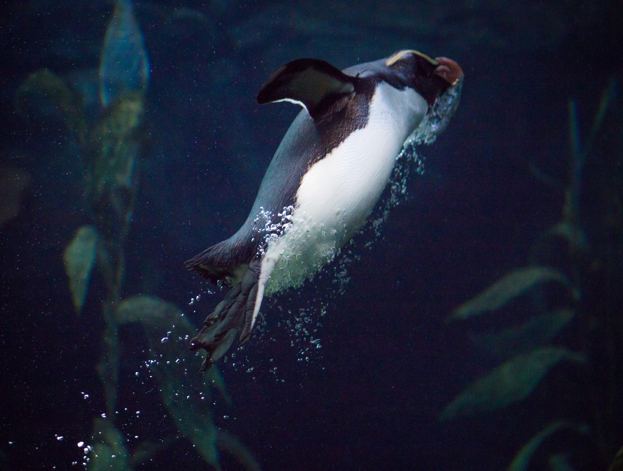 Canon EF-S 55-250mm F4-5.6 IS II sample photo. Penguin takeoff photography
