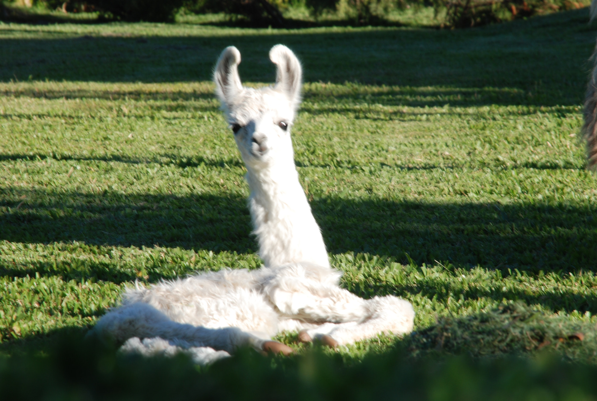 Sigma 28-300mm F3.5-6.3 DG Macro sample photo. Baby llama photography