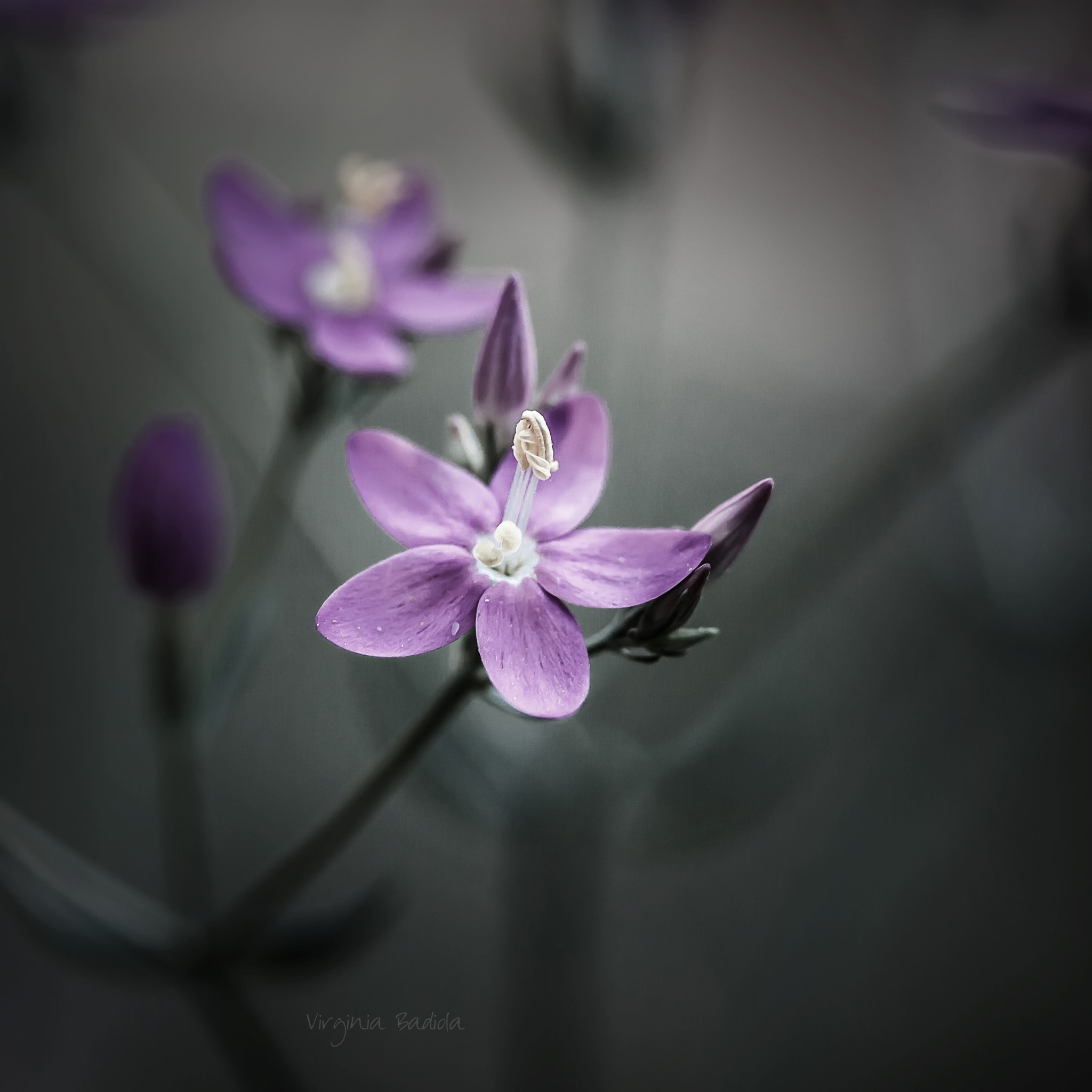 Canon EF-S 60mm F2.8 Macro USM sample photo. *** photography