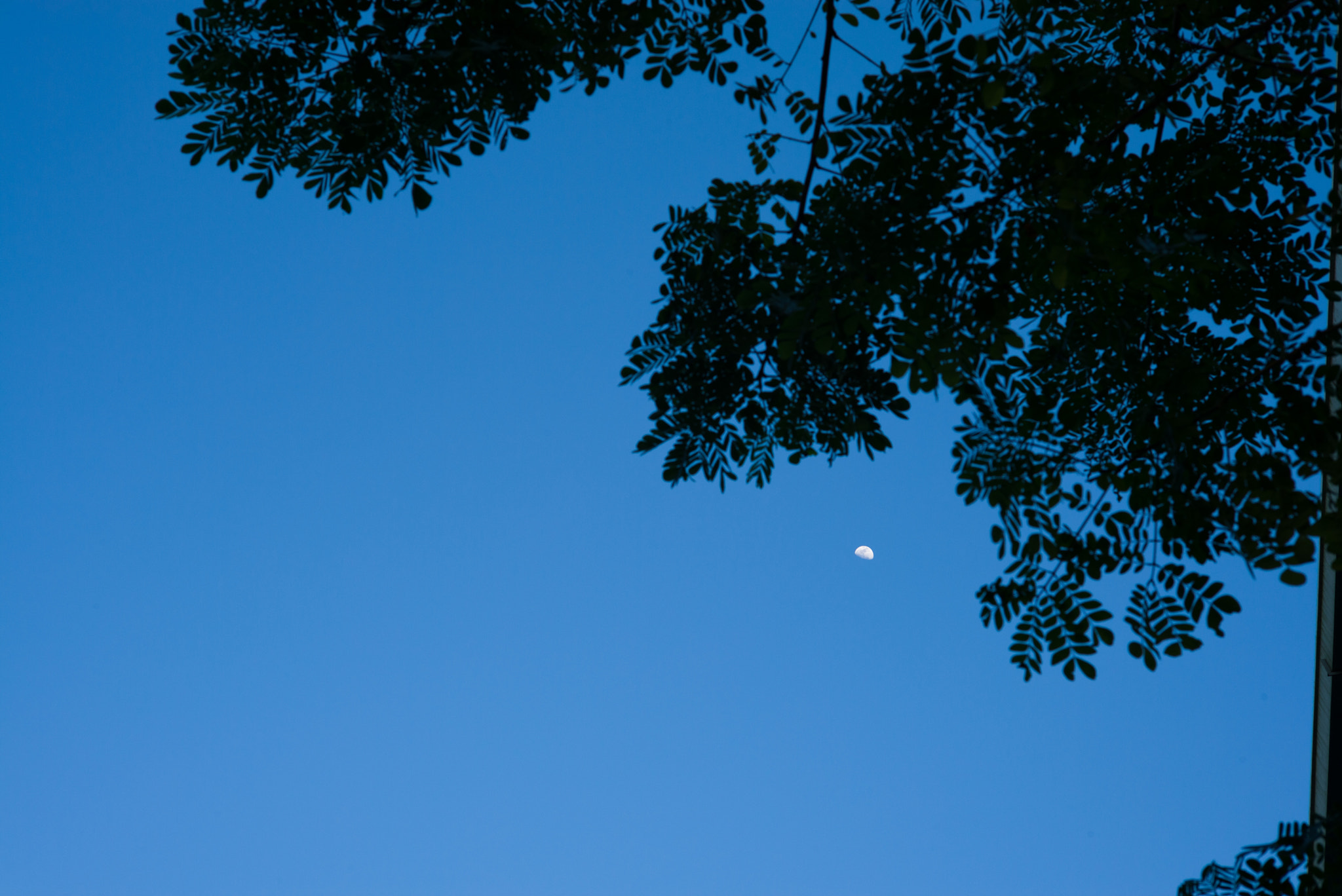 Summicron-M 1:2/50 sample photo. Clear photography